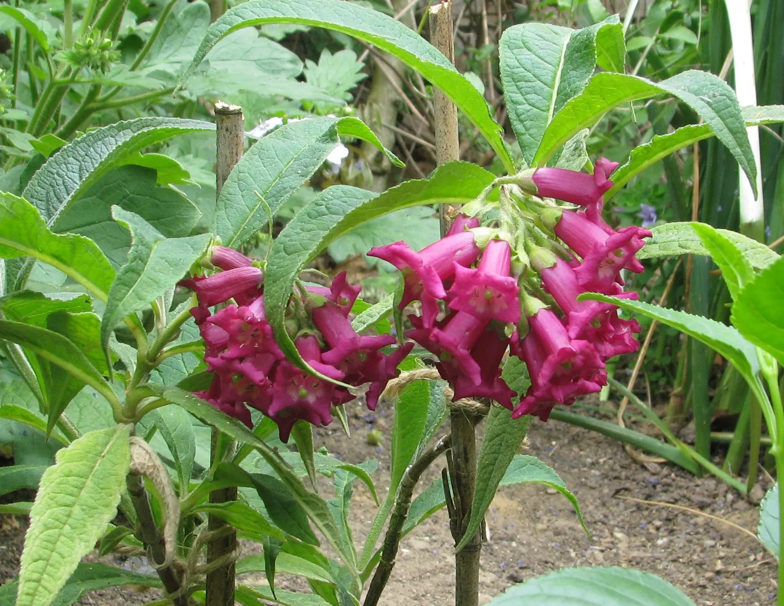 Himalayan Butterfly Bush (Buddleja crispa) — or as part of a butterfly or wildlife garden