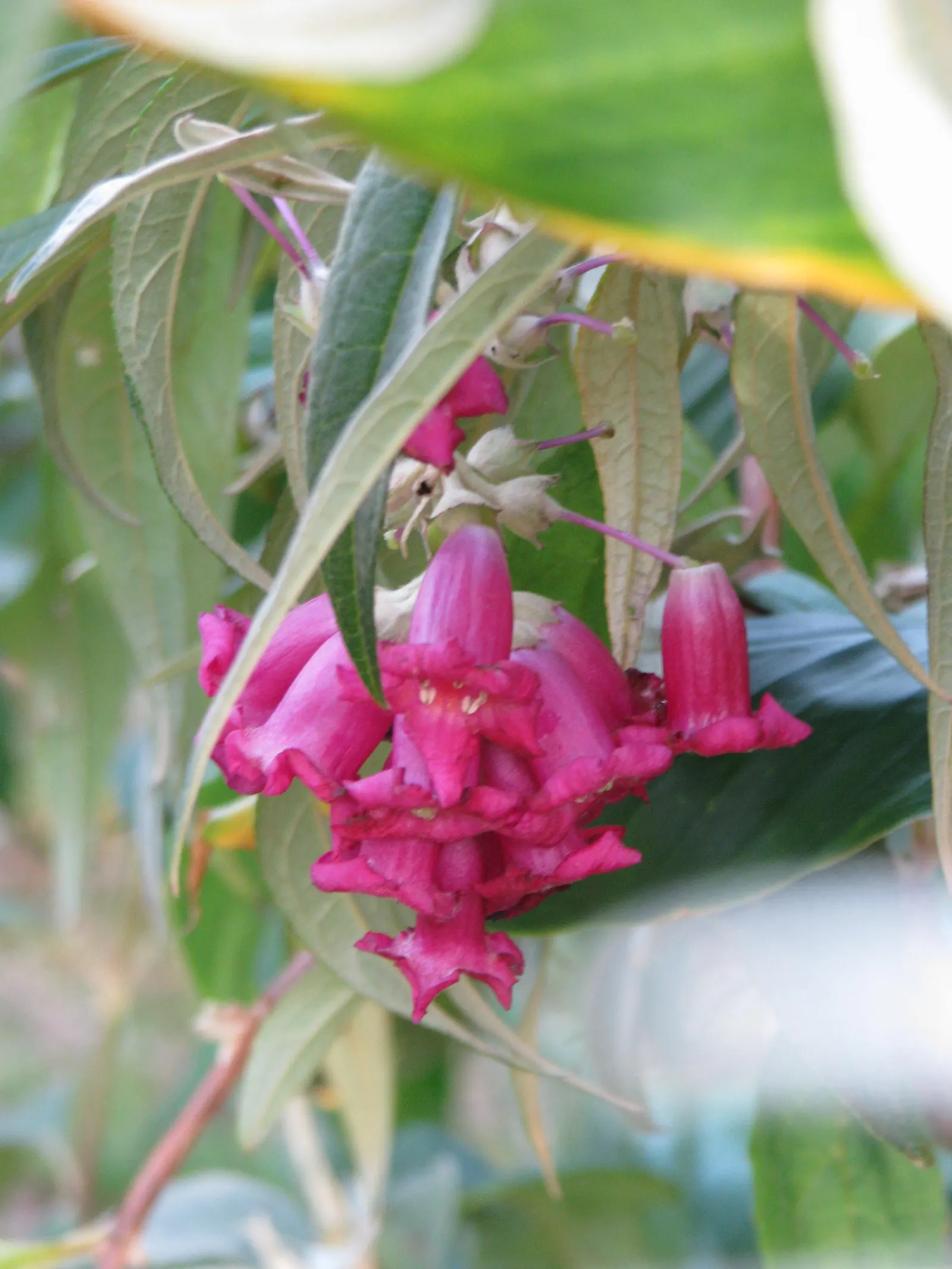 Himalayan Butterfly Bush (Buddleja crispa) — this shrub requires full to partial sun and well-draining soil