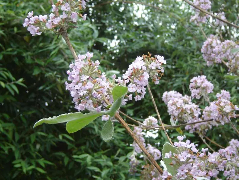 Himalayan Butterfly Bush (Buddleja crispa) — scientifically known as Buddleia crispa