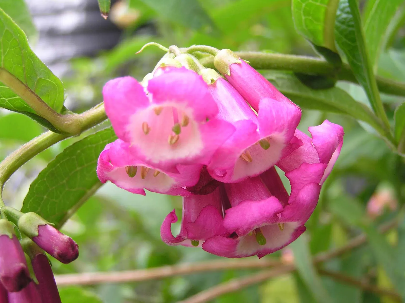 Himalayan Butterfly Bush (Buddleja crispa) — From mid-to-late summer, fragrant lilac-pink blooms emerge, attracting butterflies