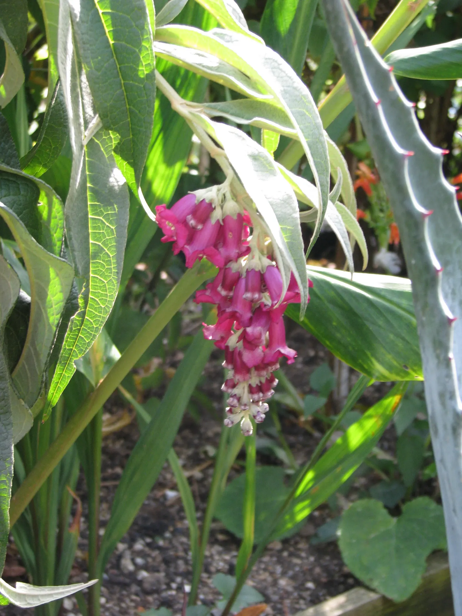 Himalayan Butterfly Bush (Buddleja crispa) — As an informative note to the client