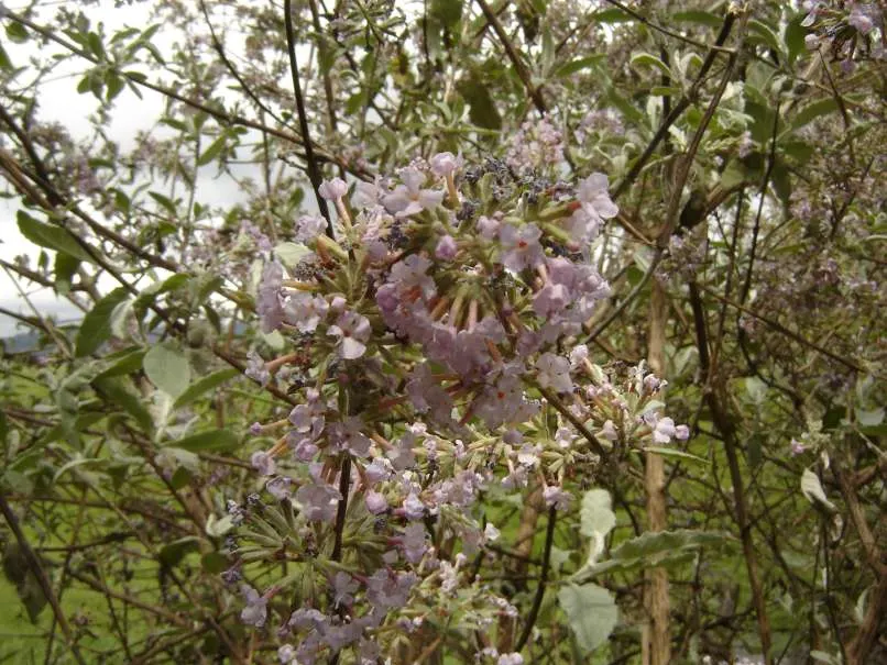 Himalayan Butterfly Bush (Buddleja crispa) — featuring silvery foliage and felted leaves; hardy in USDA zones 6-9, regular pruning promotes vigorous growth and