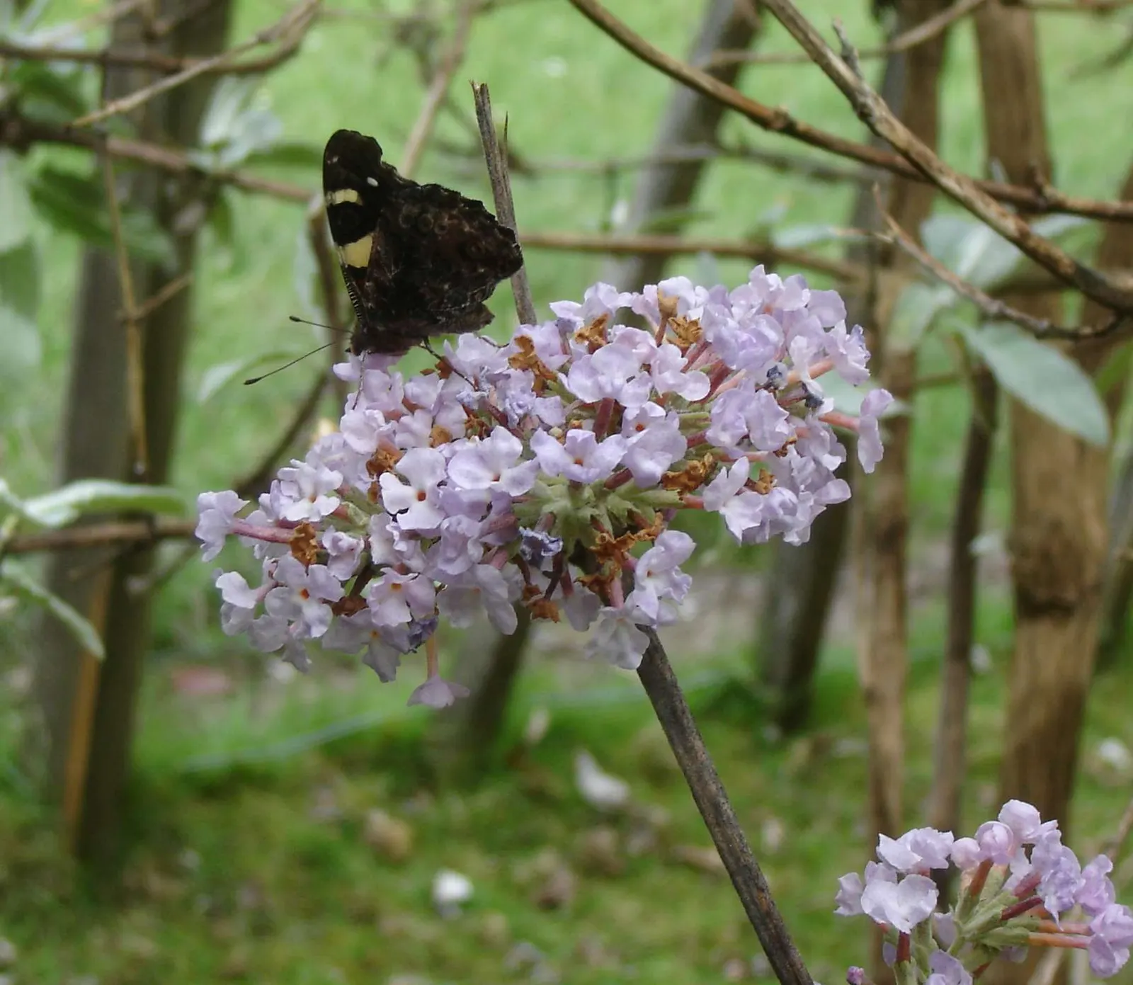 Himalayan Butterfly Bush (Buddleja crispa) — shrub for full or half