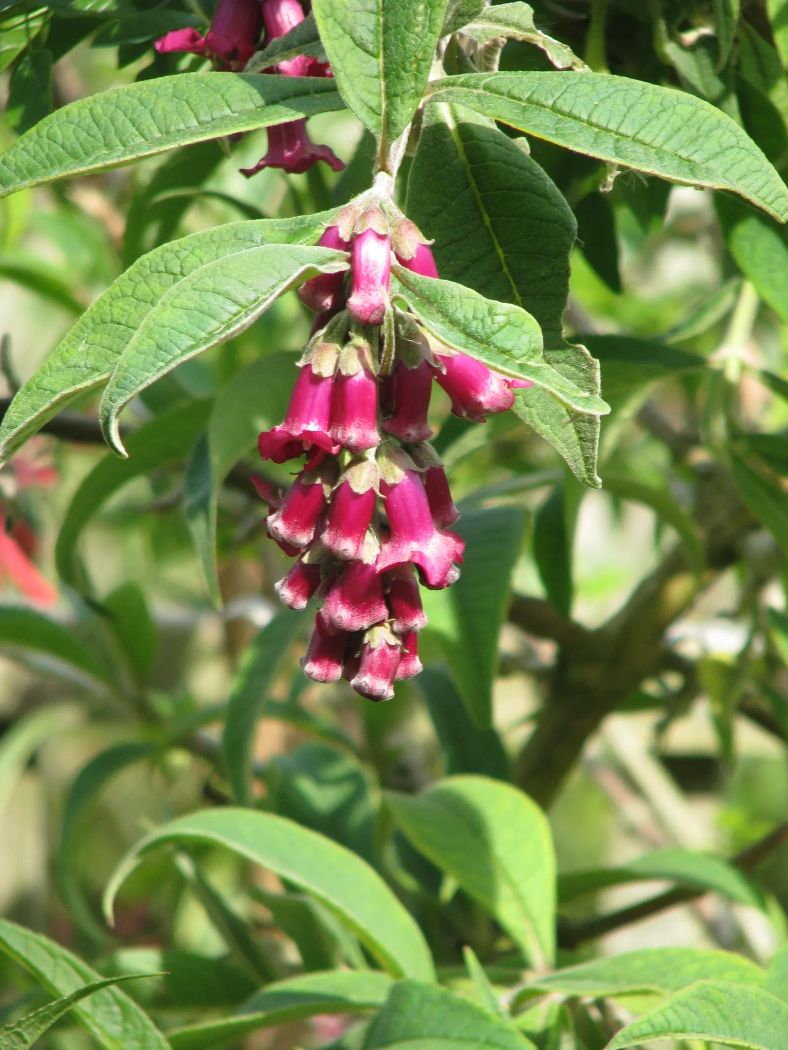 Himalayan Butterfly Bush (Buddleja crispa) — It is relatively low-maintenance but benefits from yearly pruning to stimulate flowering and maintain shape
