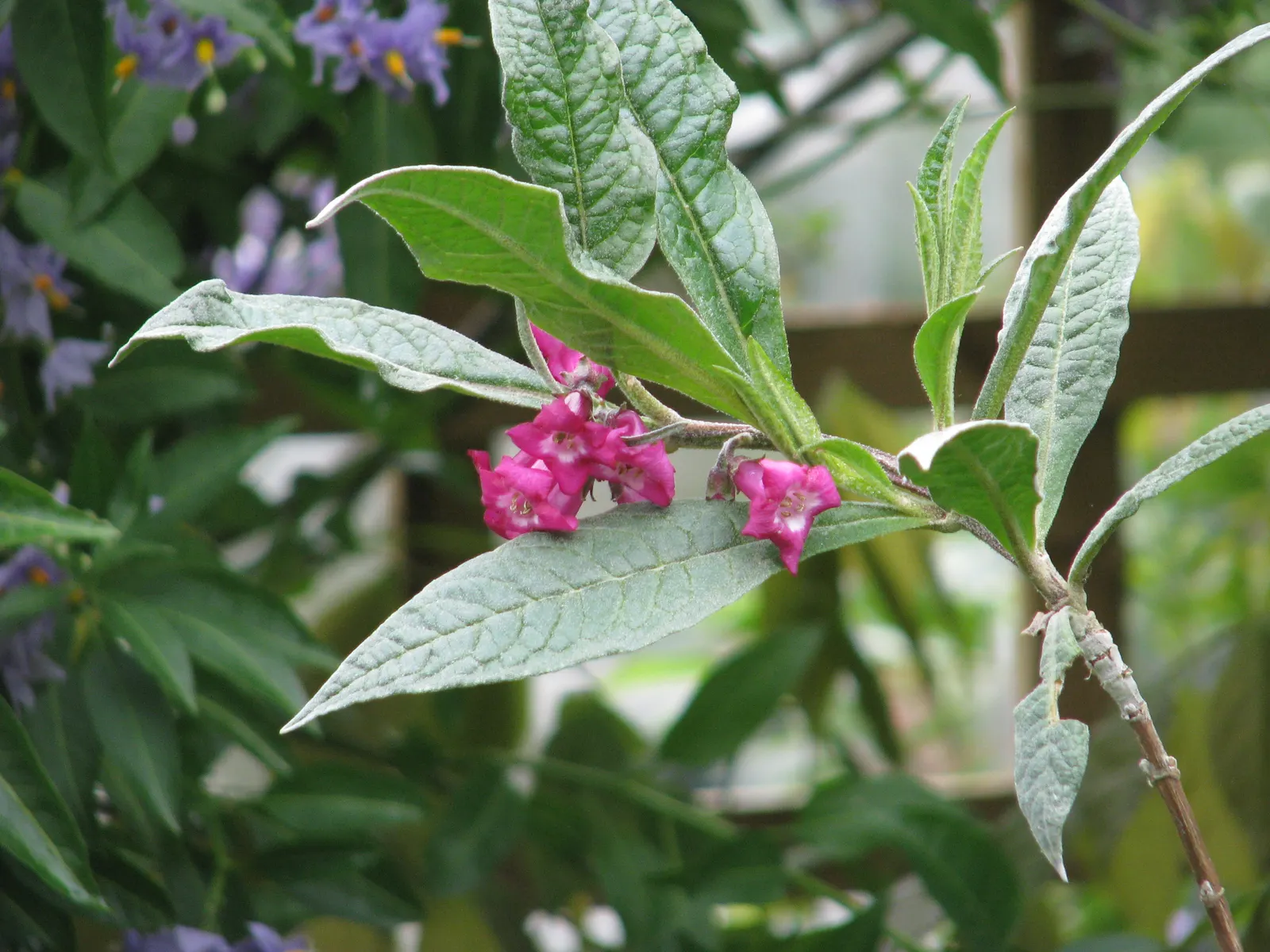 Himalayan Butterfly Bush (Buddleja crispa) — Buddleia crispa is an ideal choice for a Xeriscape or a traditional garden aimed at attracting wildlife