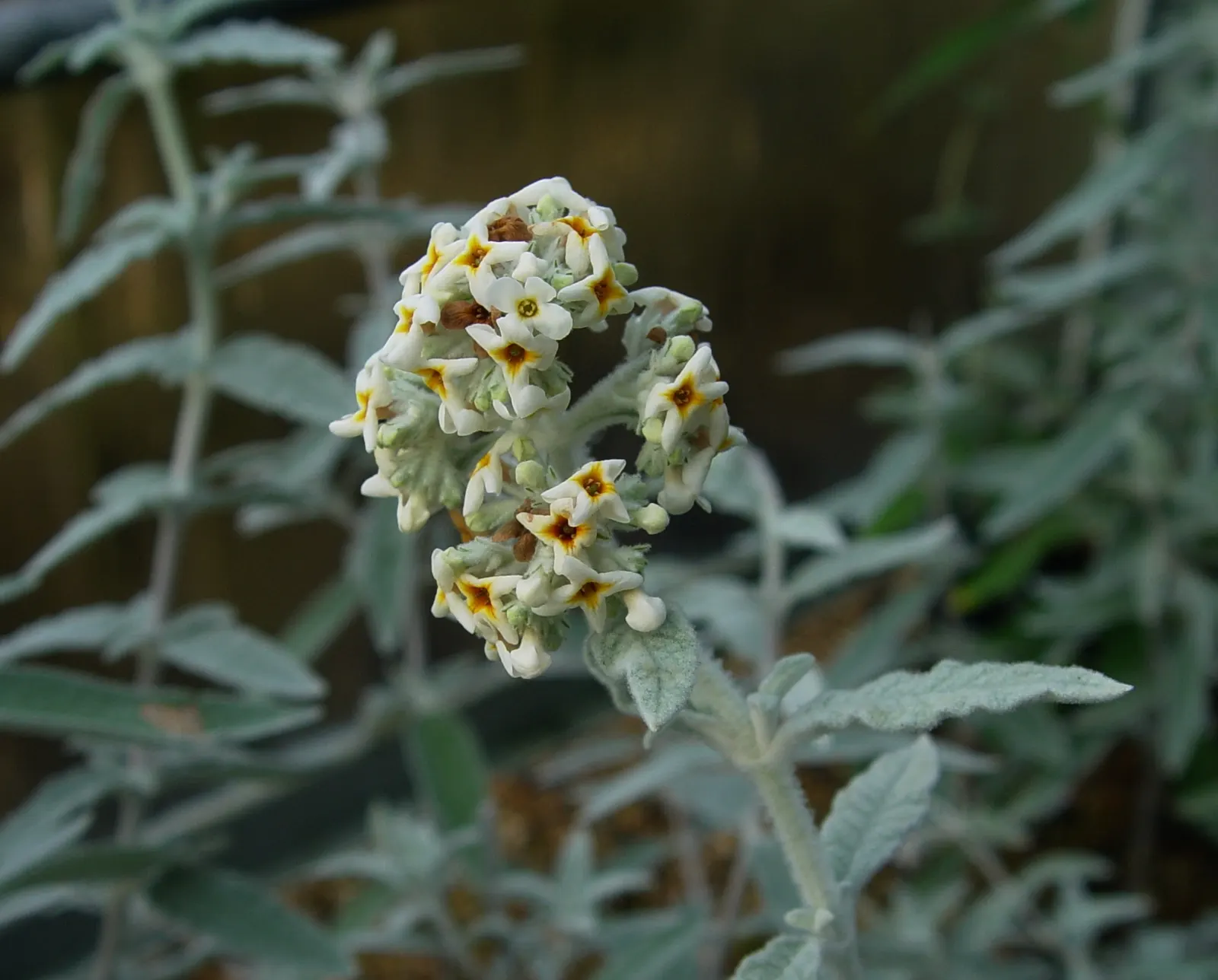Himalayan Butterfly Bush (Buddleja crispa) — Its leaves are unique among butterfly bushes