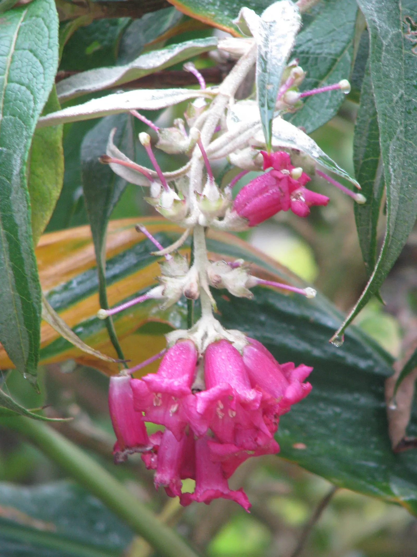 Himalayan Butterfly Bush (Buddleja crispa) — as some Buddleia species can become invasive.<br><br>In the landscape design