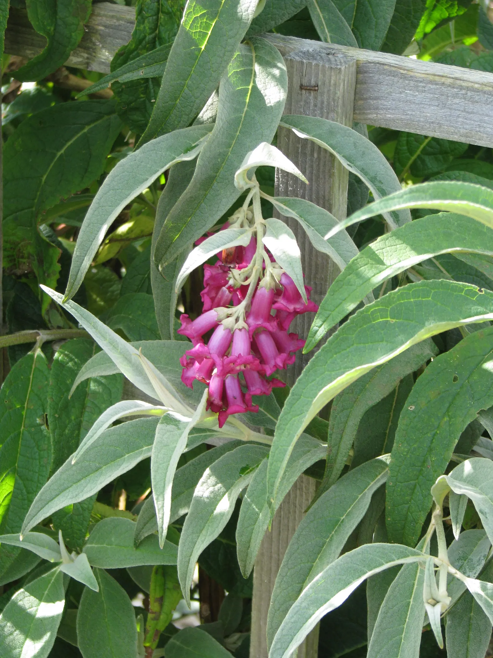 Himalayan Butterfly Bush (Buddleja crispa) — shrub with purple blooms