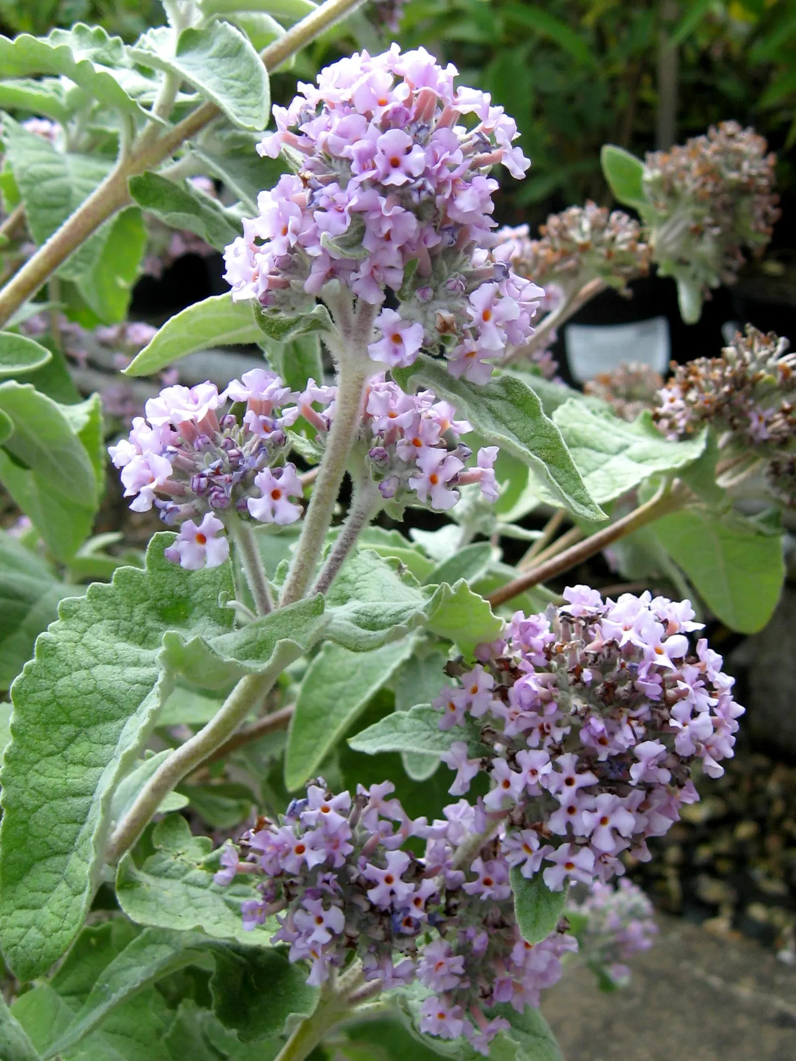 Himalayan Butterfly Bush (Buddleja crispa) — Originating from the mountain regions of Central Asia