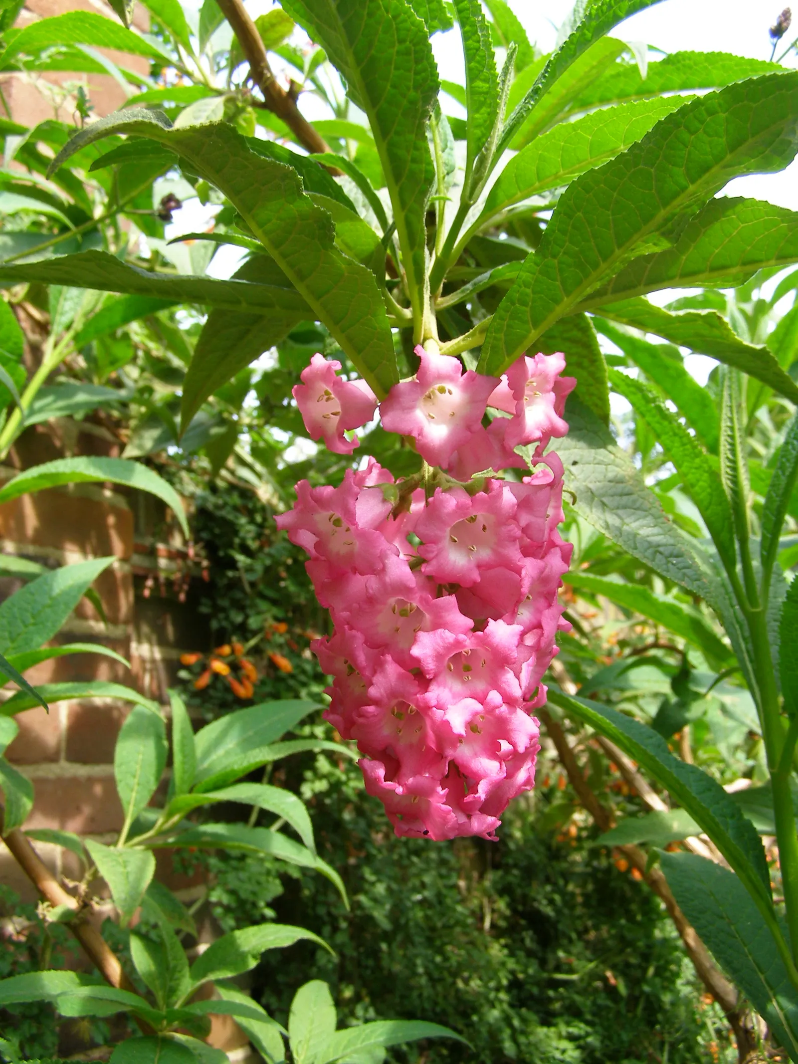 Himalayan Butterfly Bush (Buddleja crispa) — It offers multi-season interest with its silvery foliage and textured form, even when not in bloom