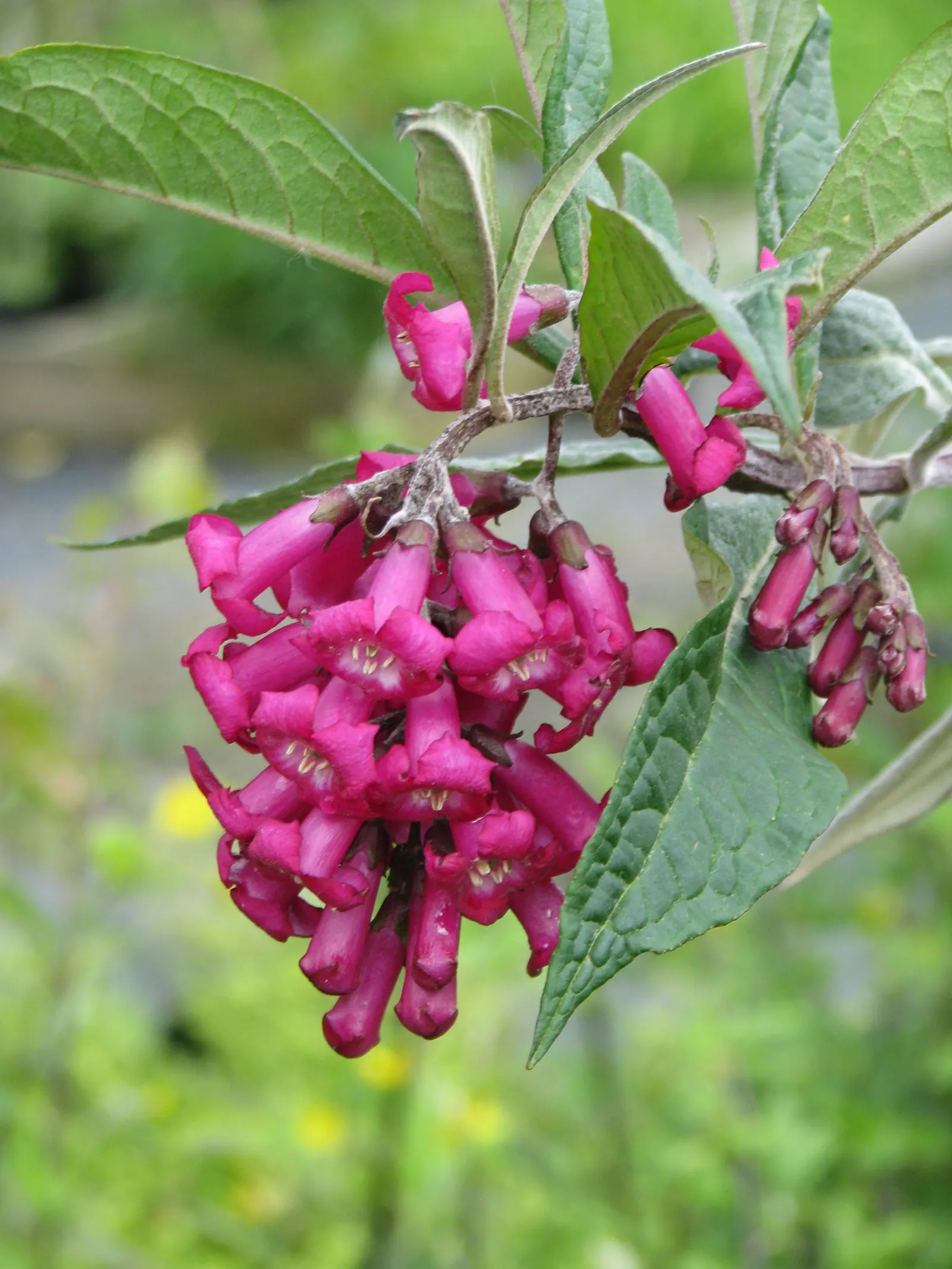 Himalayan Butterfly Bush (Buddleja crispa) — featuring silvery foliage and felted leaves
