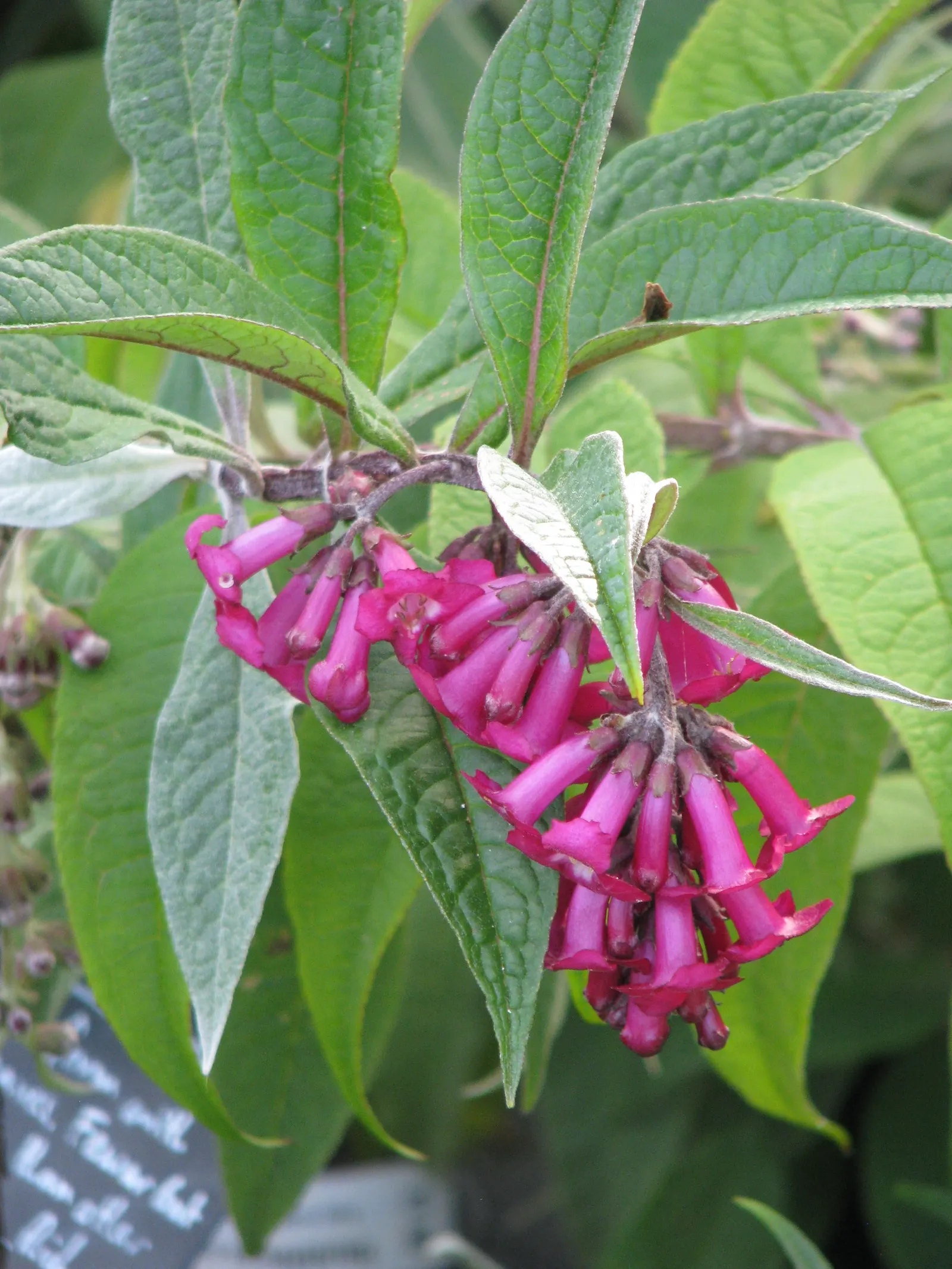 Himalayan Butterfly Bush (Buddleja crispa) — act as a magnet for various pollinators including bees