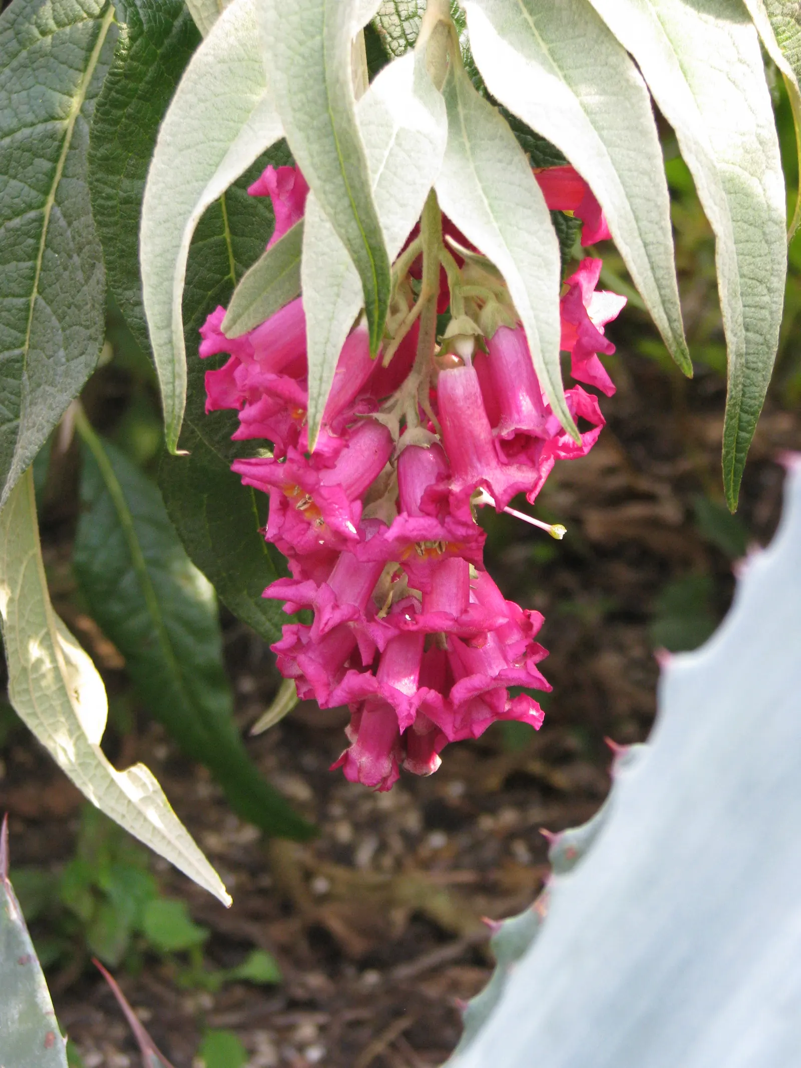 Himalayan Butterfly Bush (Buddleja crispa) — while this plant is a stunning addition to the landscape
