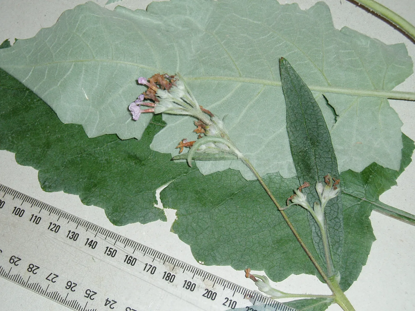 Himalayan Butterfly Bush (Buddleja crispa) — exuding a sweet fragrance