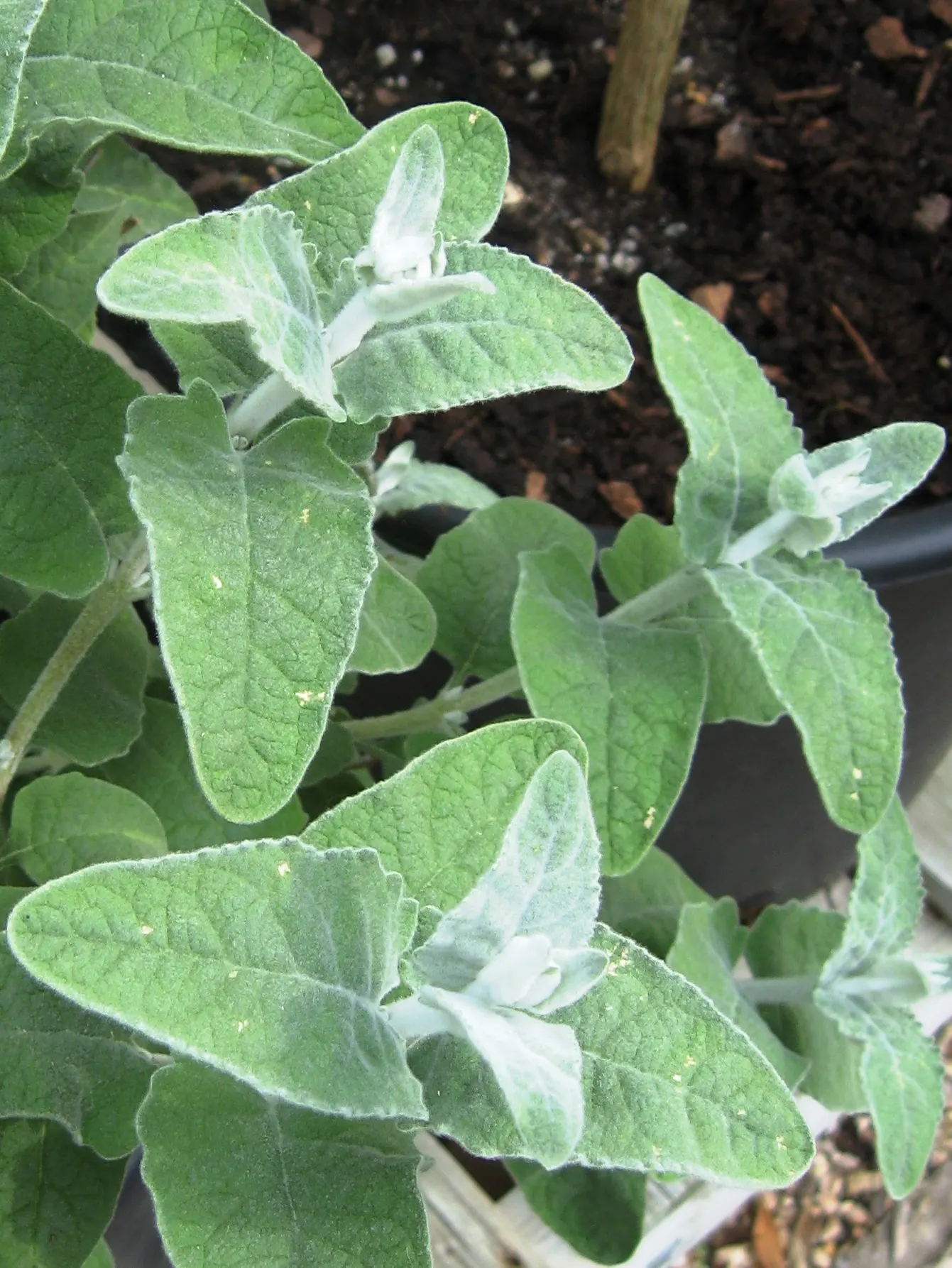 Himalayan Butterfly Bush (Buddleja crispa) — Hardy in USDA zones 6-9, regular pruning promotes vigorous growth and abundant flowering