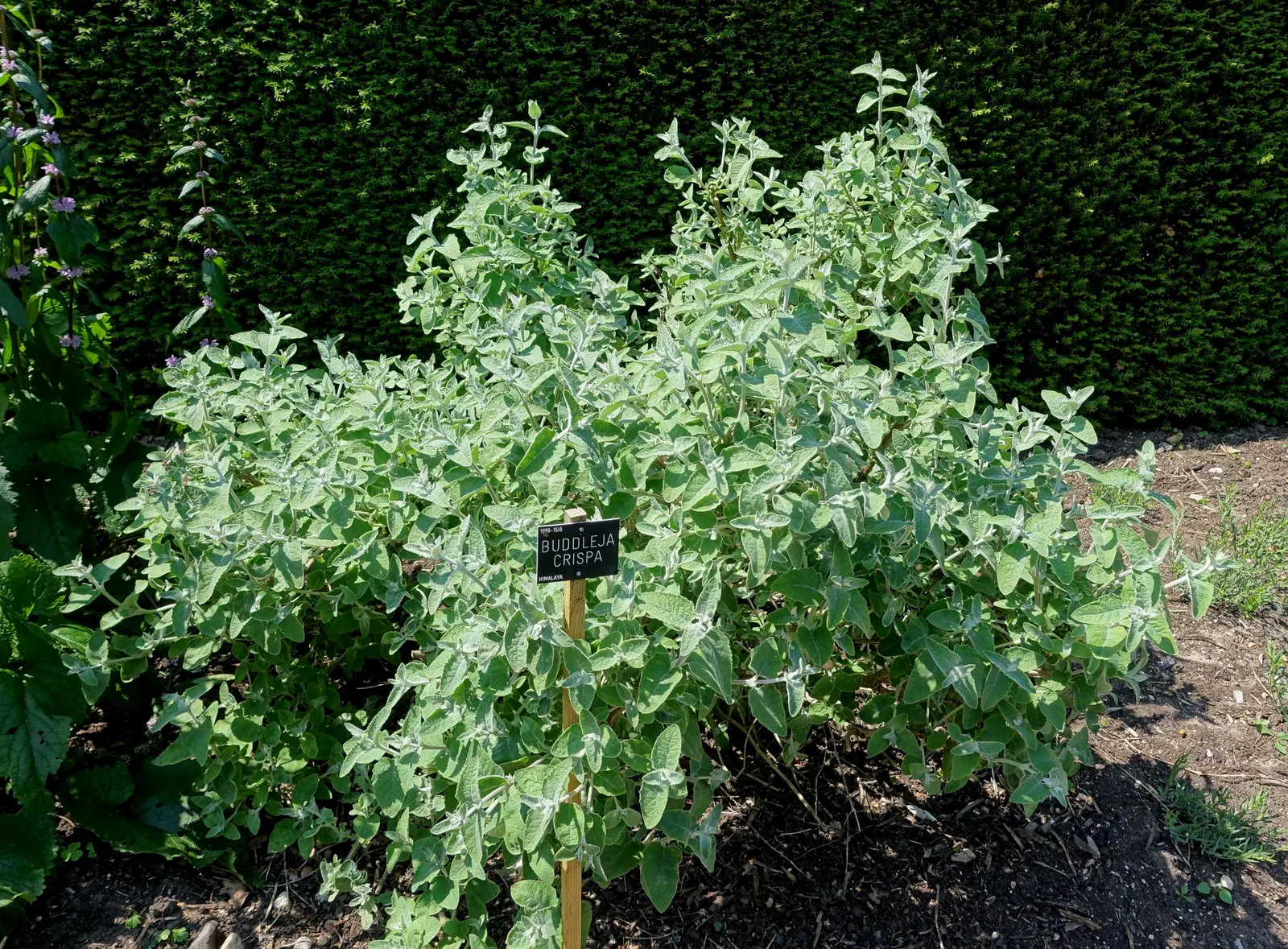Himalayan Butterfly Bush (Buddleja crispa) — Ideal for mixed borders and wildlife gardens