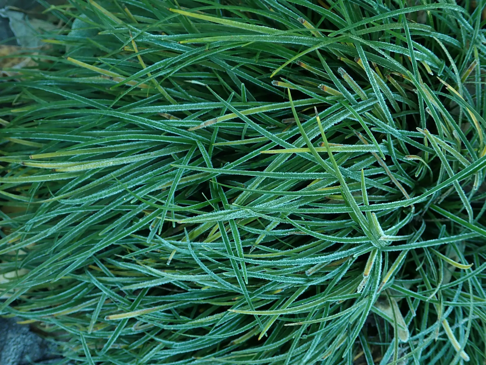 Mondo Grass, Lily Grass (Ophiopogon Japonicus) — This ornamental grass thrives in partial to full shade