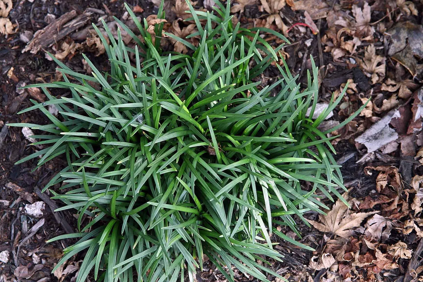Mondo Grass, Lily Grass (Ophiopogon Japonicus) — providing a vibrant backdrop for other garden elements.<br><br>In mid to late summer; this ornamental grass