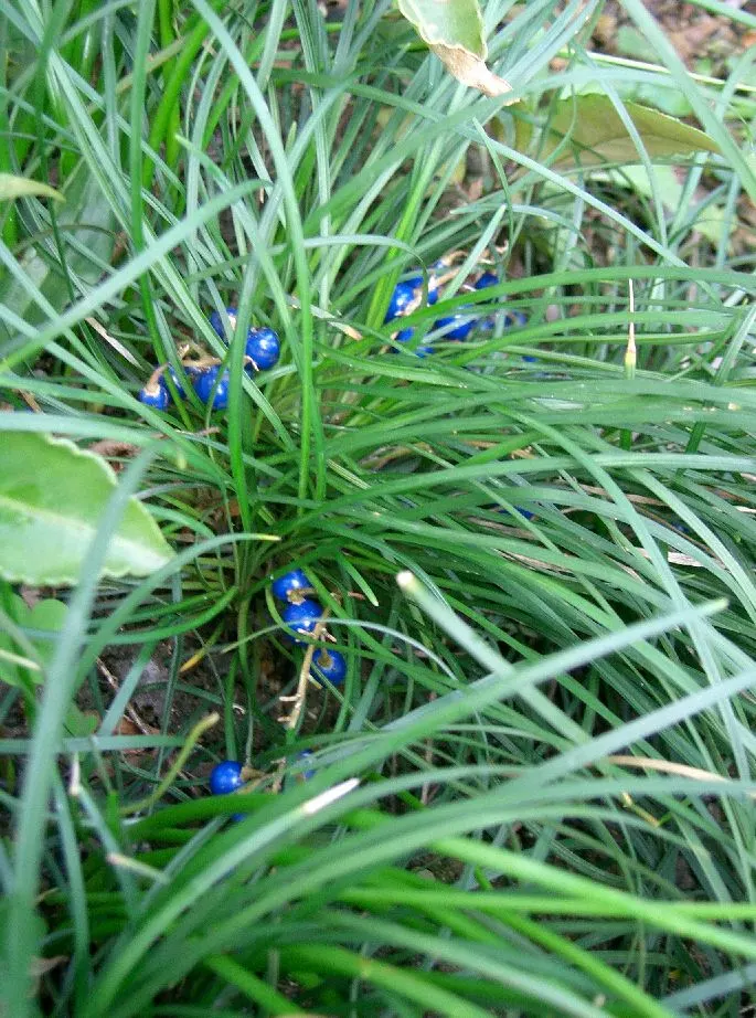 Mondo Grass, Lily Grass (Ophiopogon Japonicus) — it is excellent as a ground cover