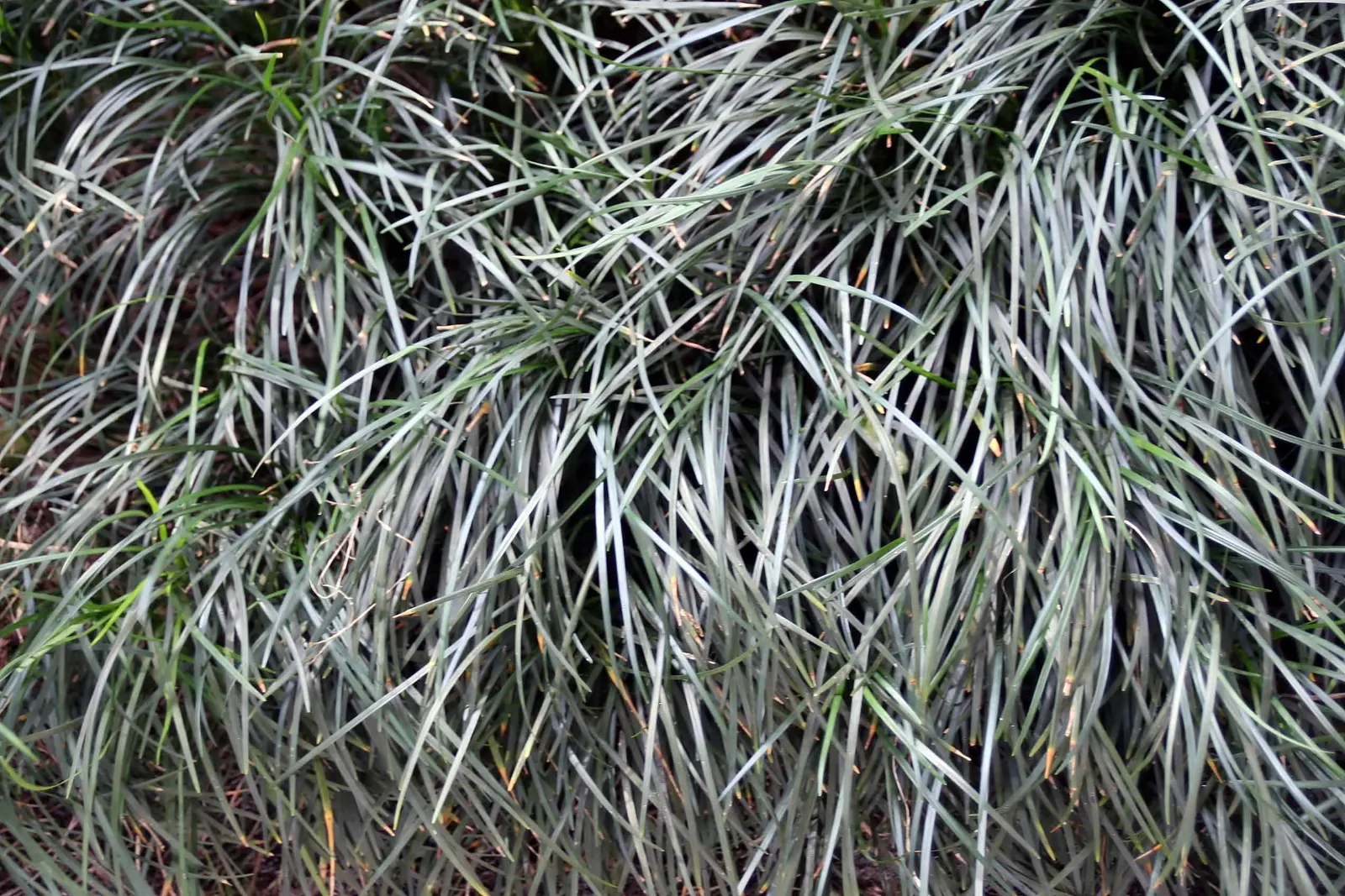 Mondo Grass, Lily Grass (Ophiopogon Japonicus) — Its ability to handle a range of light conditions; requiring minimal trimming and being generally free of