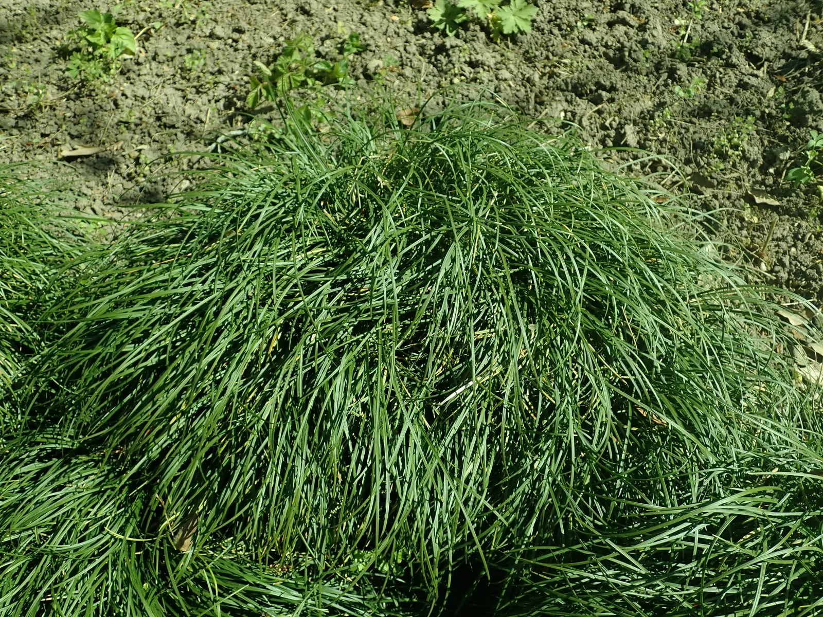 Mondo Grass, Lily Grass (Ophiopogon Japonicus) — commonly known as Mondo Grass or Lily Grass