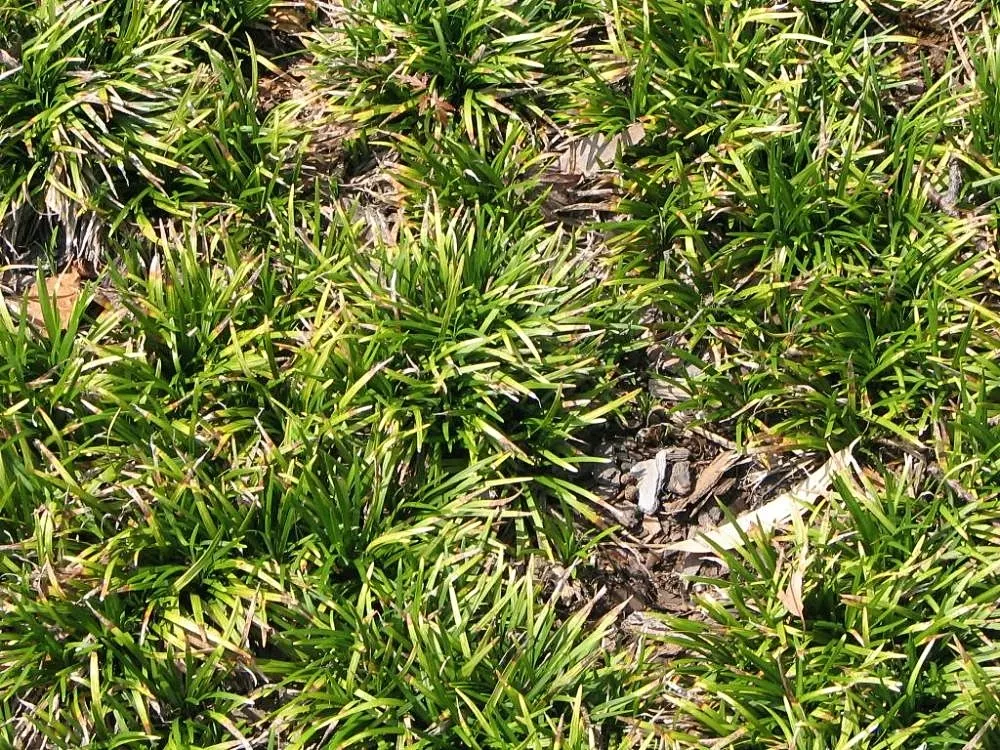 Mondo Grass, Lily Grass (Ophiopogon Japonicus) — grass / ground cover for deep shade or full or half or shade