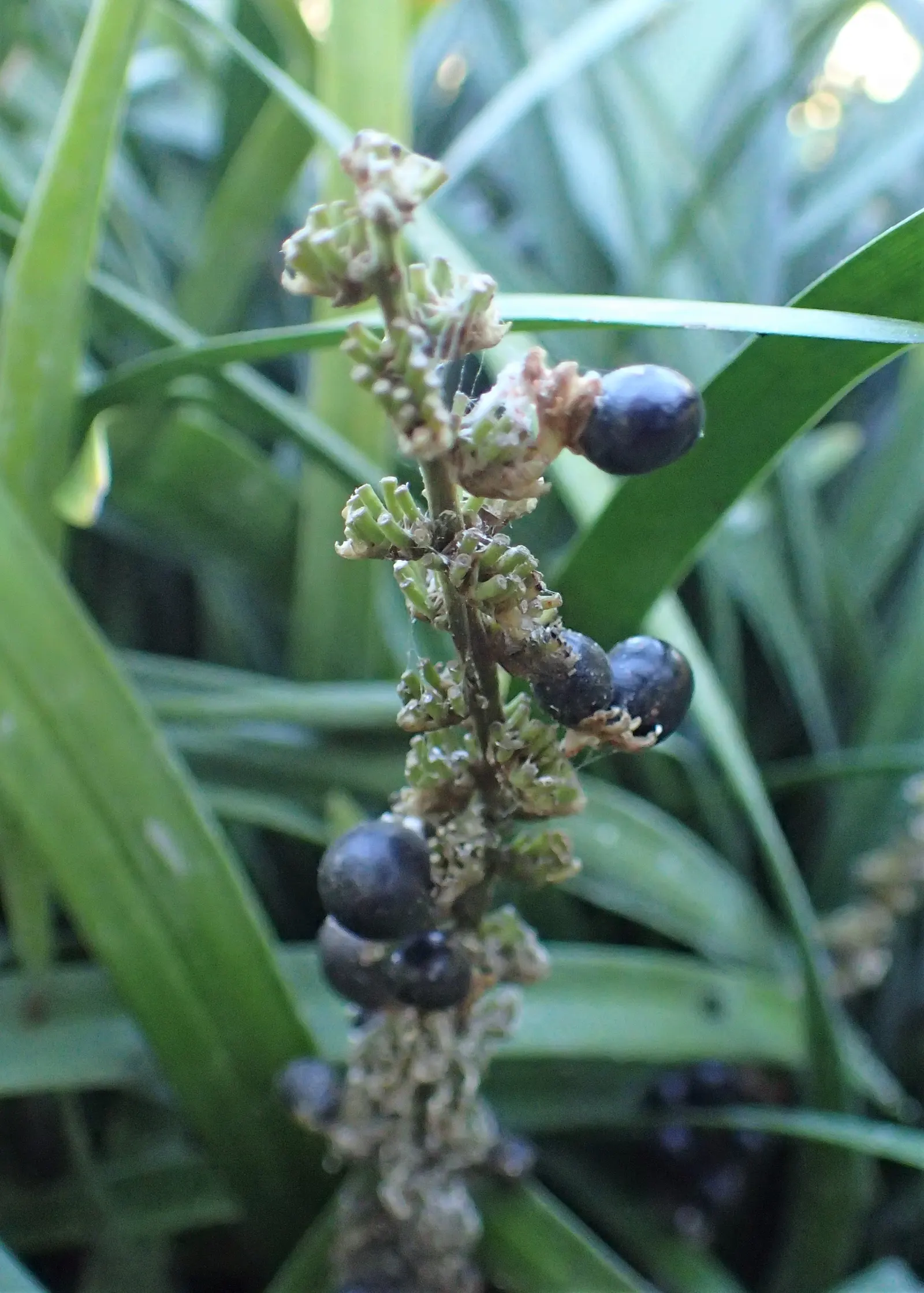 Mondo Grass, Lily Grass (Ophiopogon Japonicus) — commonly referred to as Mondo Grass or Lily Grass; providing textural contrast and year-round greenery