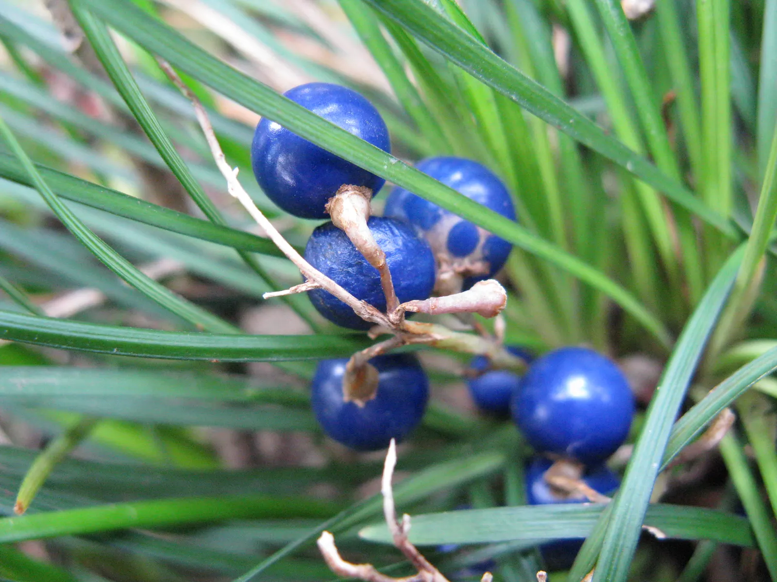 Mondo Grass, Lily Grass (Ophiopogon Japonicus) — dark blue berries in the fall; requiring minimal trimming and being generally free of serious pests and