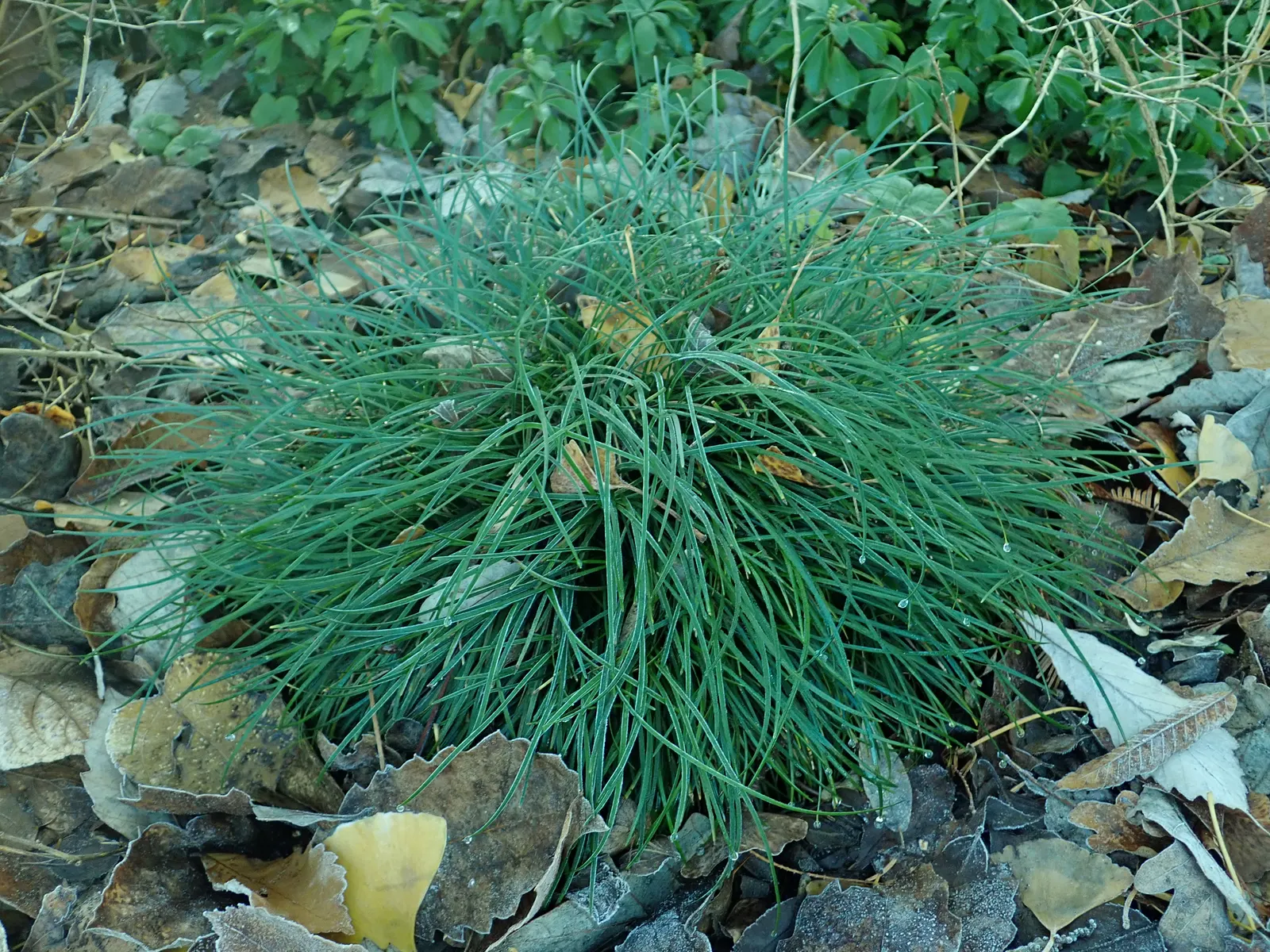 Mondo Grass, Lily Grass (Ophiopogon Japonicus) — grass-like foliage persists year-round; providing textural contrast and year-round greenery