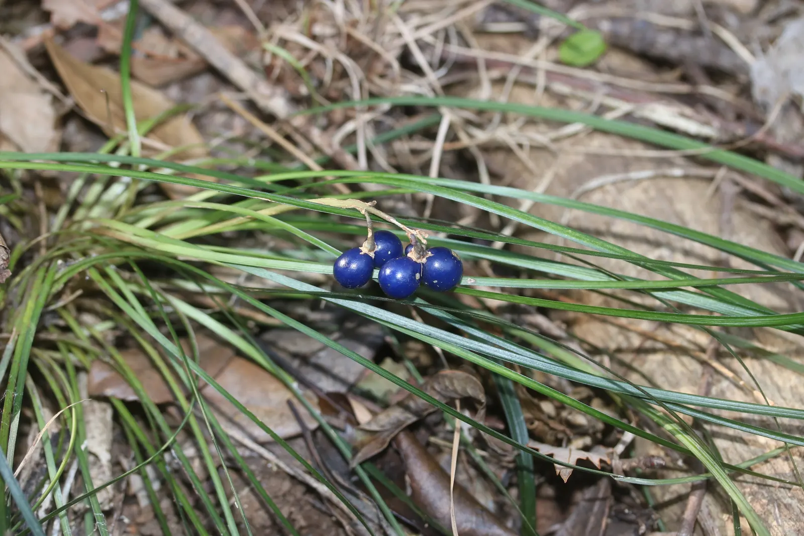 Mondo Grass, Lily Grass (Ophiopogon Japonicus) — is an evergreen perennial valued for its versatility and visual appeal in landscape design; this ornamental