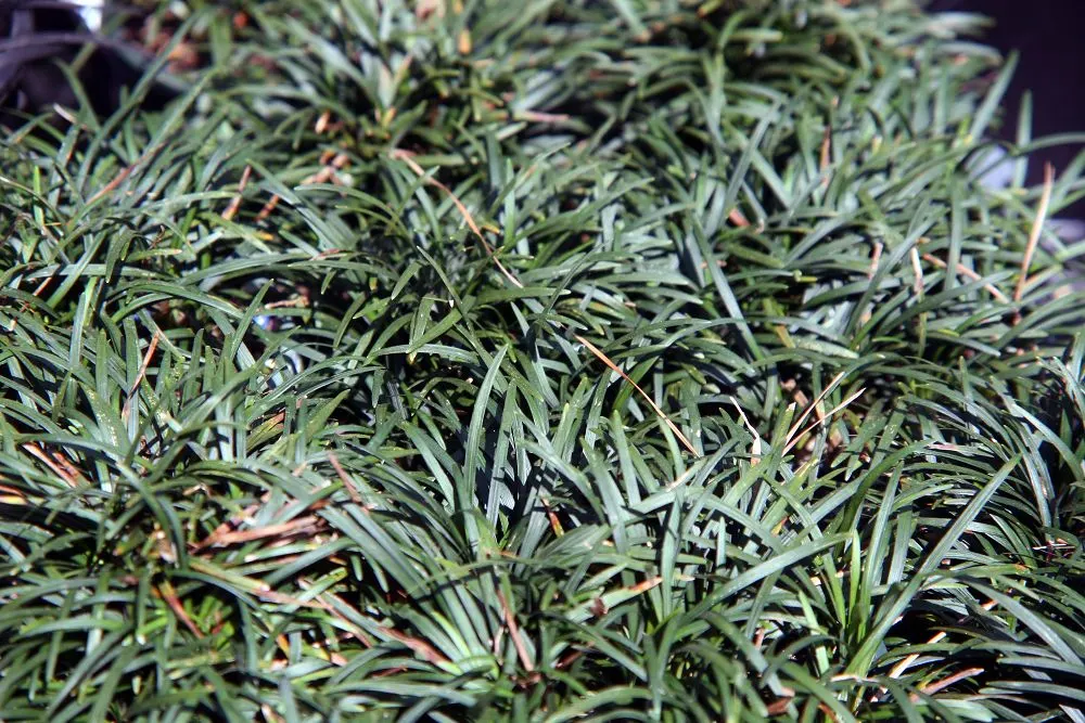 Mondo Grass, Lily Grass (Ophiopogon Japonicus) — and as a complement to larger shrubs or small trees