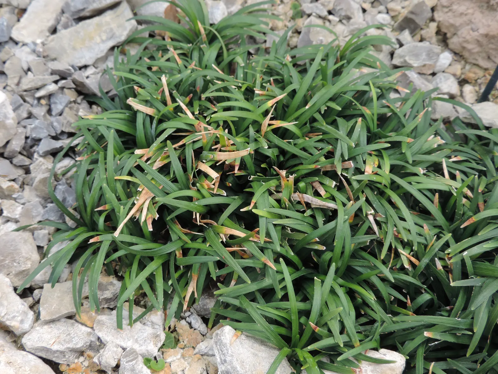 Mondo Grass, Lily Grass (Ophiopogon Japonicus) — Its maintenance is minimal, with moderate water needs, and it exhibits resistance to pests and, image 35