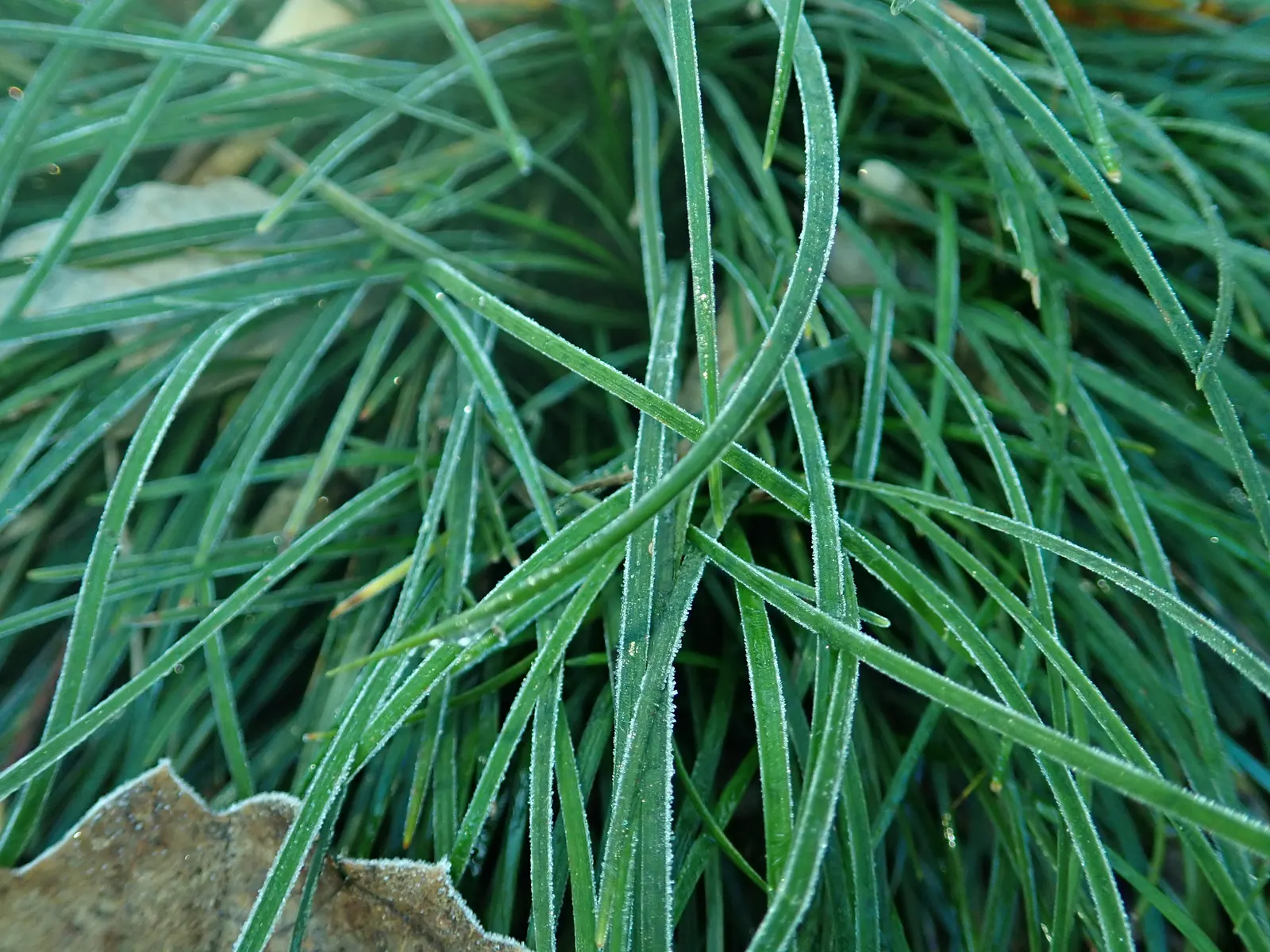 Mondo Grass, Lily Grass (Ophiopogon Japonicus) — which reach a height of approximately 6 to 10 inches and a similar spread; requiring minimal trimming and
