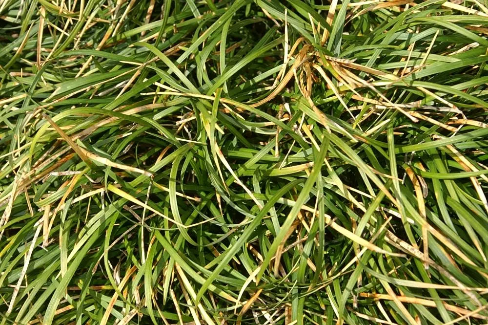 Mondo Grass, Lily Grass (Ophiopogon Japonicus) — purple flowers in the garden