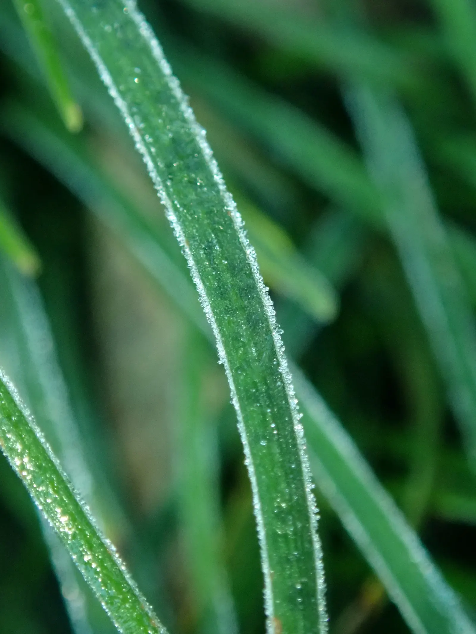 Mondo Grass, Lily Grass (Ophiopogon Japonicus) — and is excellent for ground cover