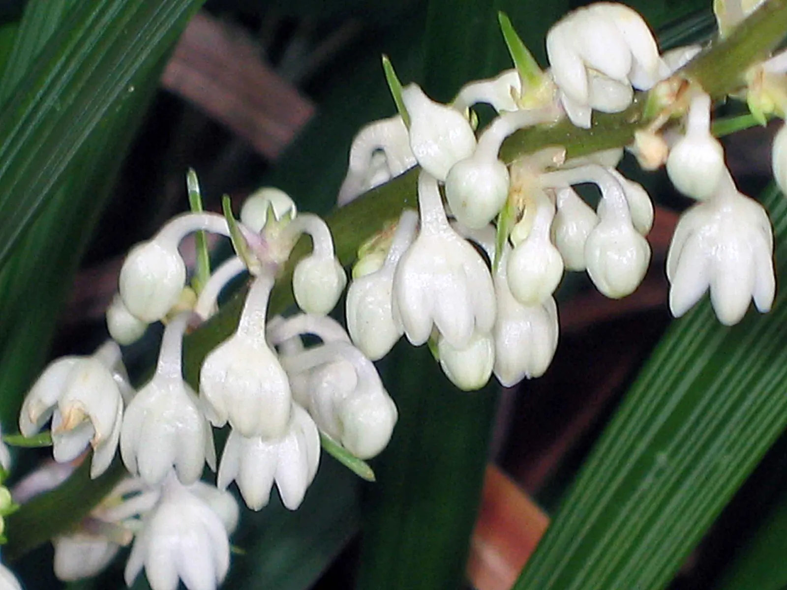Mondo Grass, Lily Grass (Ophiopogon Japonicus) — Its ability to handle a range of light conditions