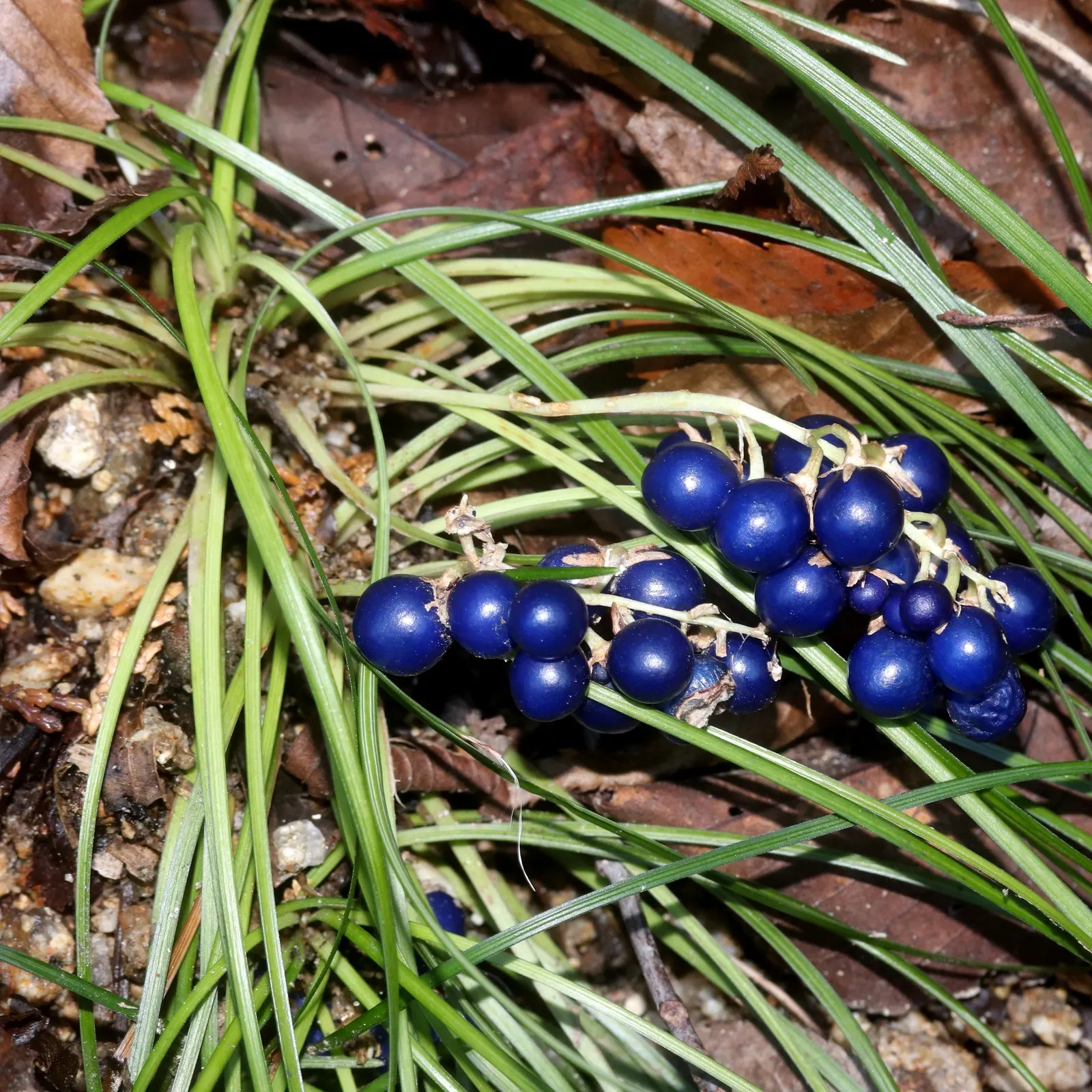Mondo Grass, Lily Grass (Ophiopogon Japonicus) — for edging paths or flower beds