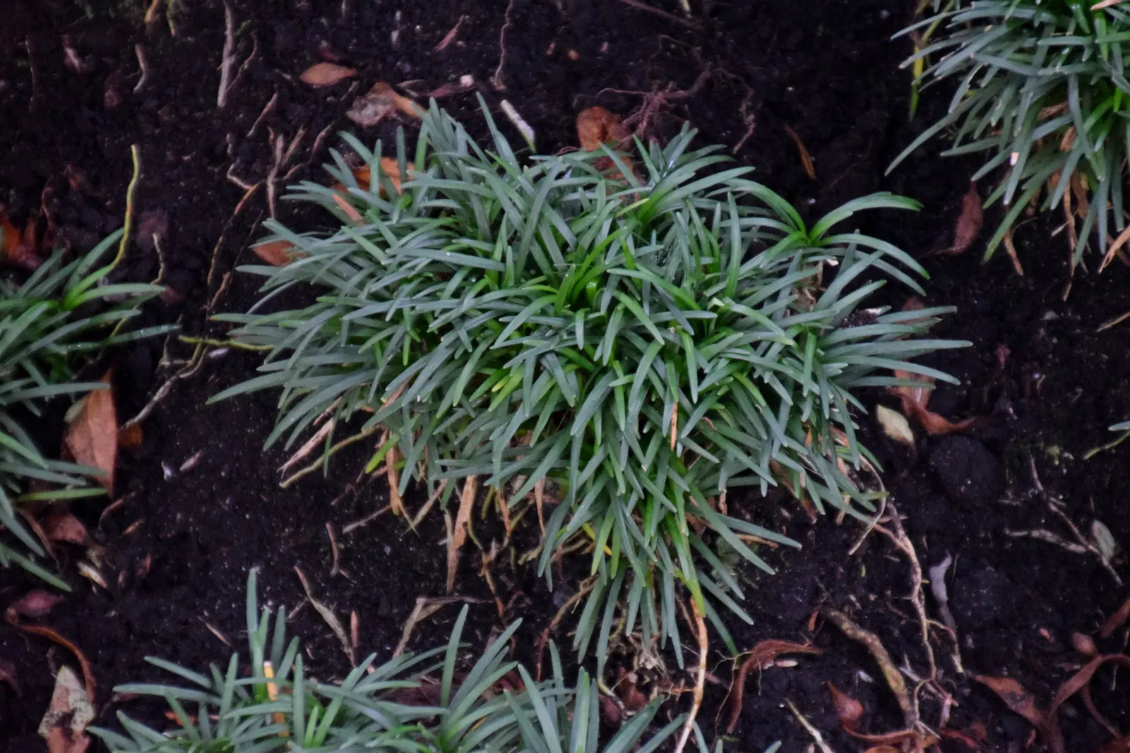 Mondo Grass, Lily Grass (Ophiopogon Japonicus) — dark blue berries in the fall