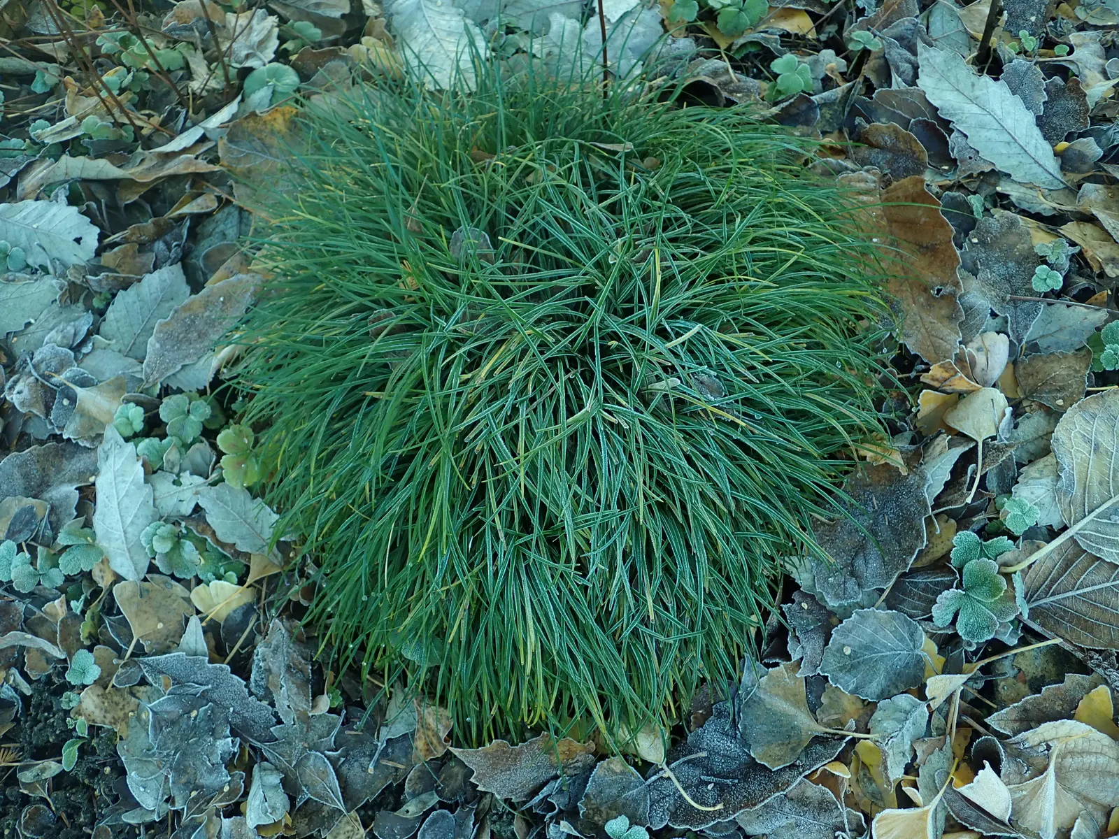 Mondo Grass, Lily Grass (Ophiopogon Japonicus) — This ornamental grass forms dense tufts of slender; which reach a height of approximately 6 to 10 inches and a
