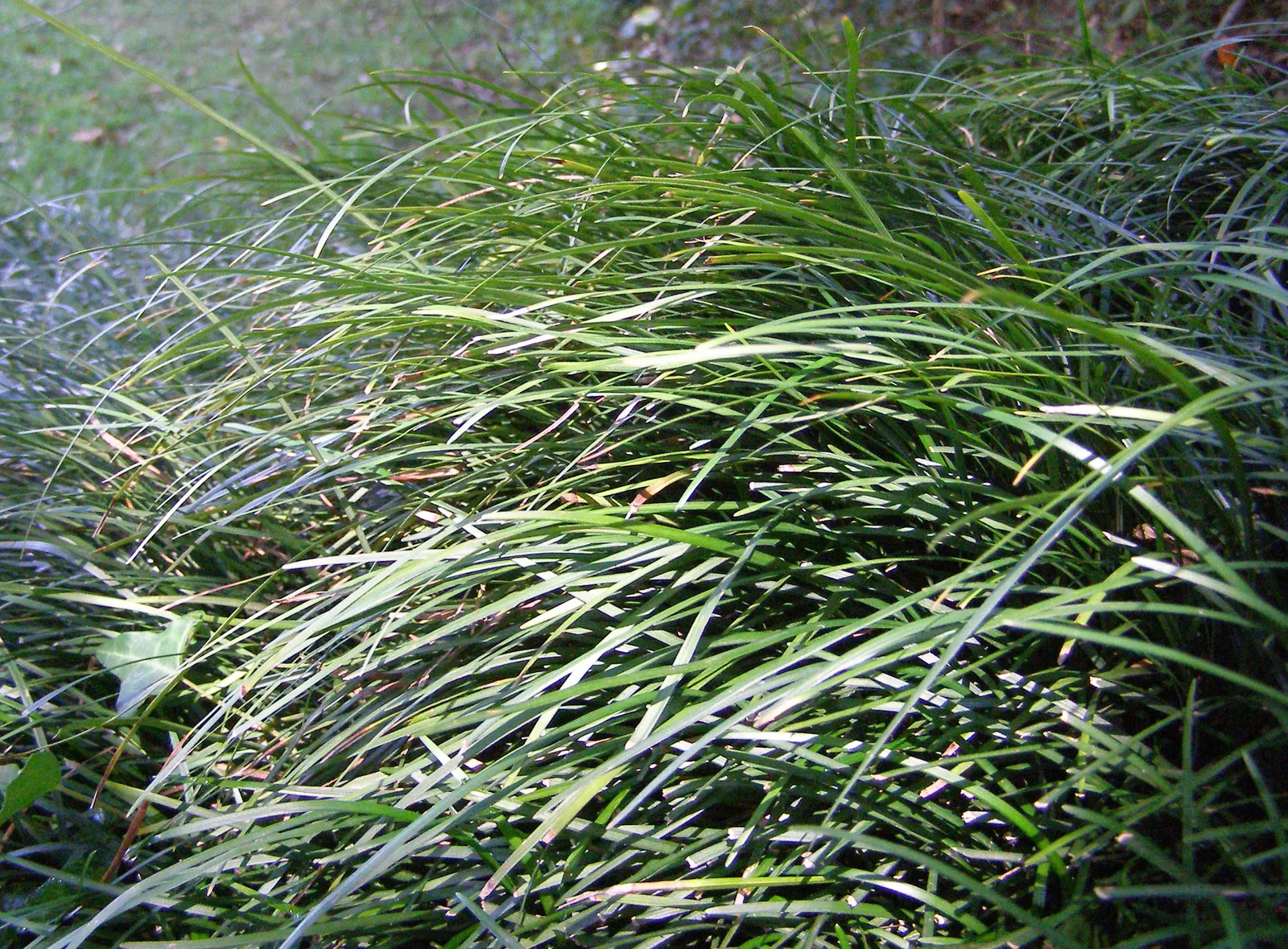 Mondo Grass, Lily Grass (Ophiopogon Japonicus) — and is excellent for ground cover; which reach a height of approximately 6 to 10 inches and a similar spread