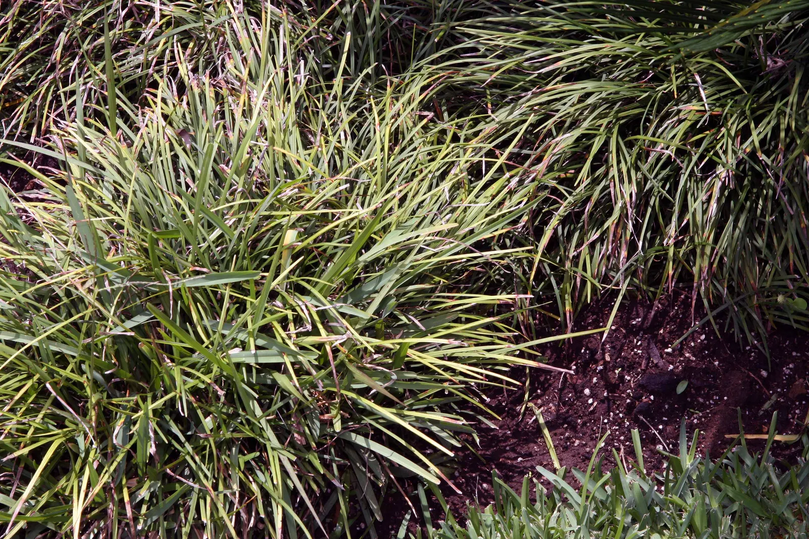 Mondo Grass, Lily Grass (Ophiopogon Japonicus) — requiring minimal trimming and being generally free of serious pests and diseases; which reach a height of