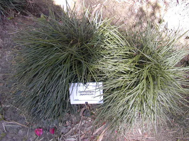 Mondo Grass, Lily Grass (Ophiopogon Japonicus) — coupled with a modest watering requirement once established; providing textural contrast and year-round