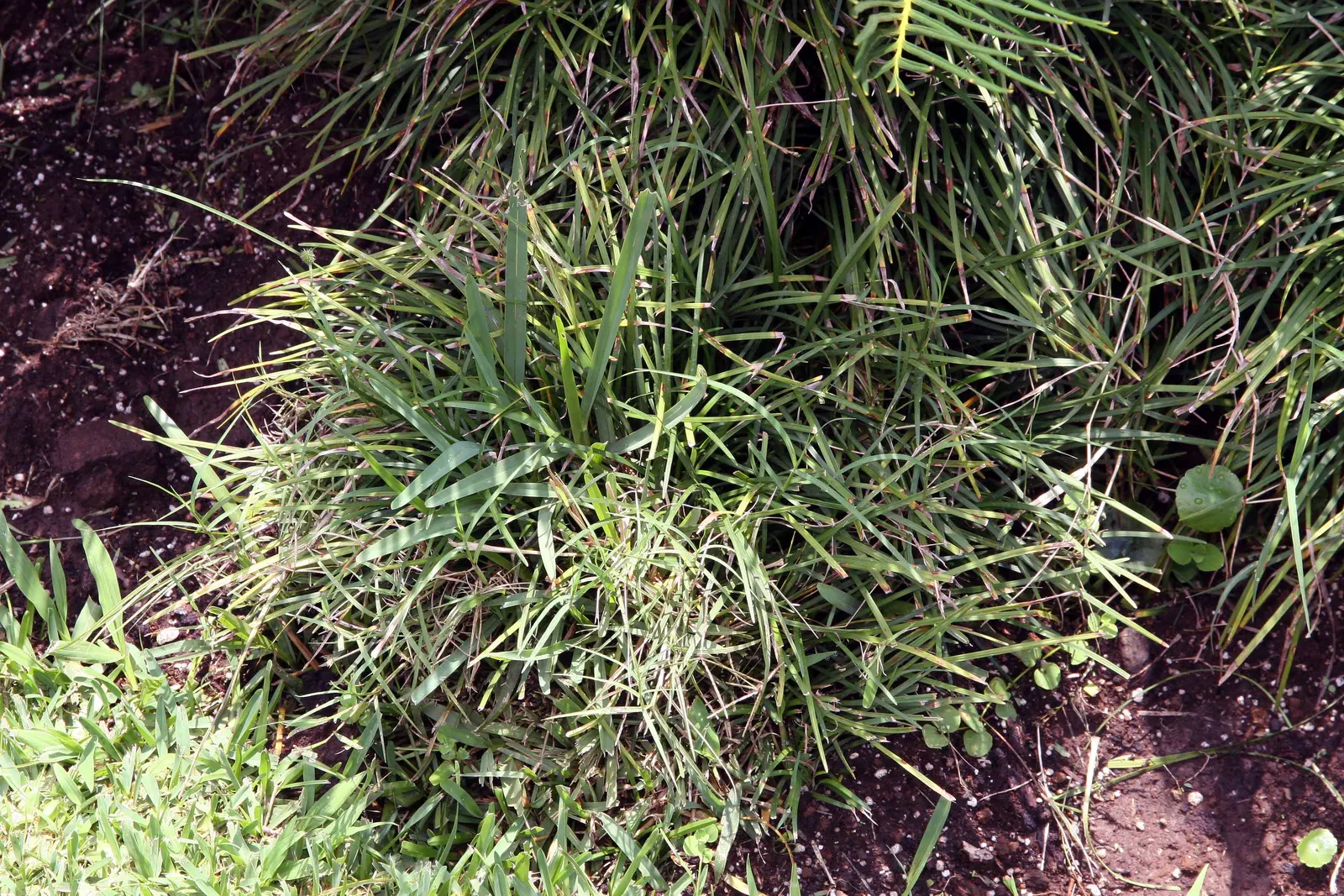 Mondo Grass, Lily Grass (Ophiopogon Japonicus) — Its maintenance is minimal, with moderate water needs, and it exhibits resistance to pests and diseases