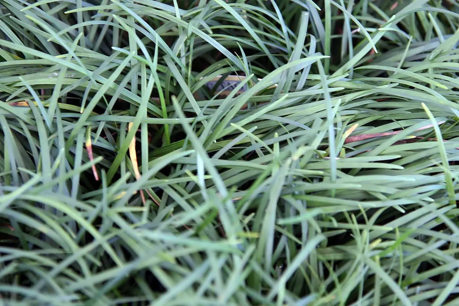 Mondo Grass, Lily Grass (Ophiopogon Japonicus) — requiring well-drained soil; this ornamental grass thrives in partial to full shade