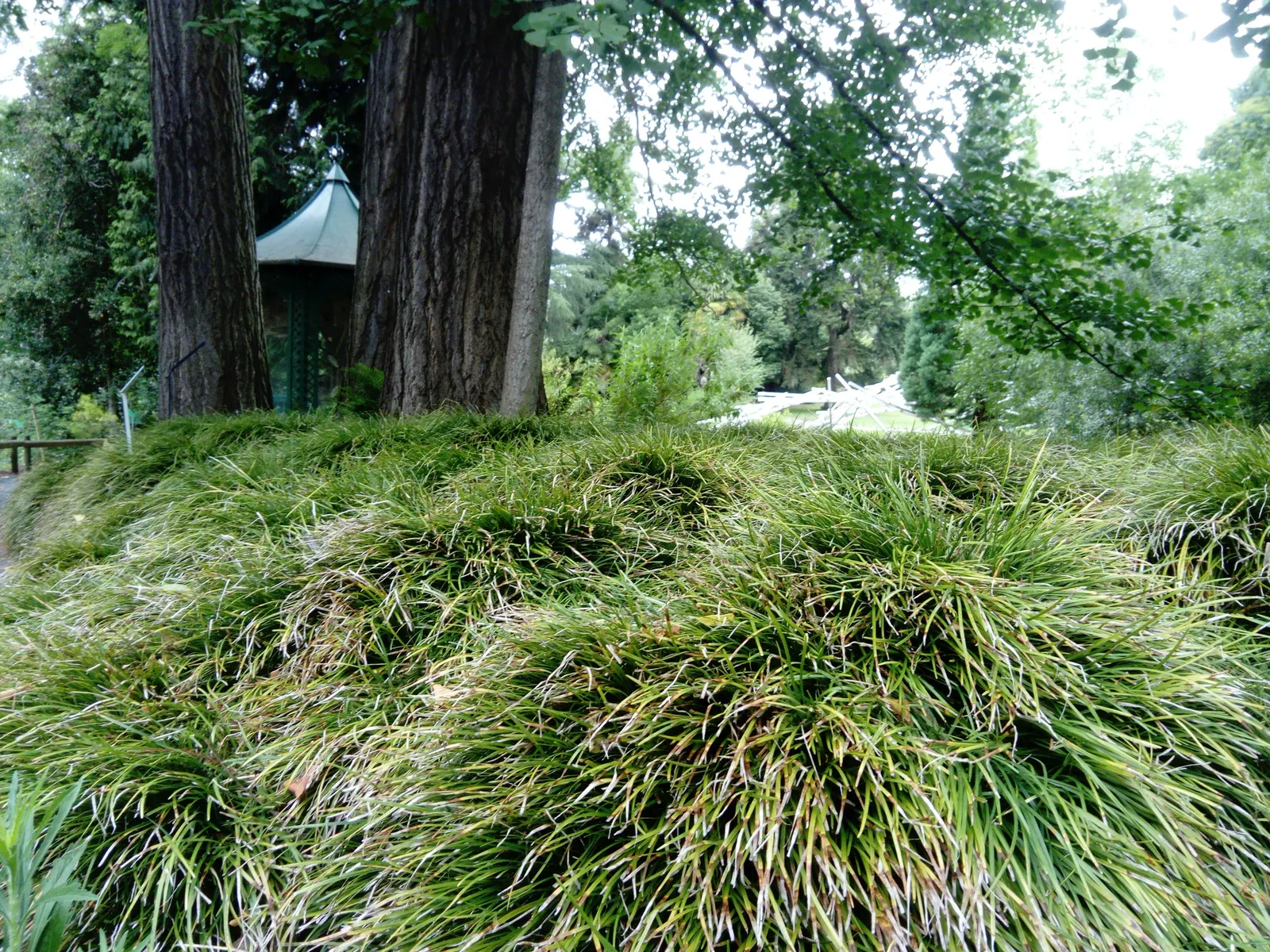 Mondo Grass, Lily Grass (Ophiopogon Japonicus) — reaching 6 to 12 inches in height; requiring minimal trimming and being generally free of serious pests and