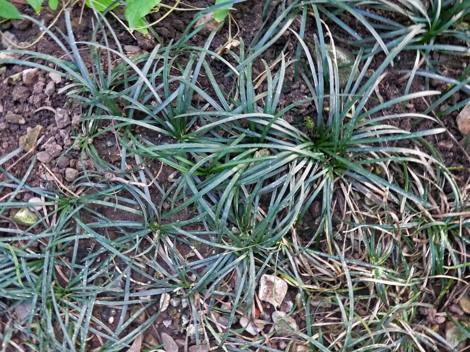 Mondo Grass, Lily Grass (Ophiopogon Japonicus) — grass / ground cover with purple blooms