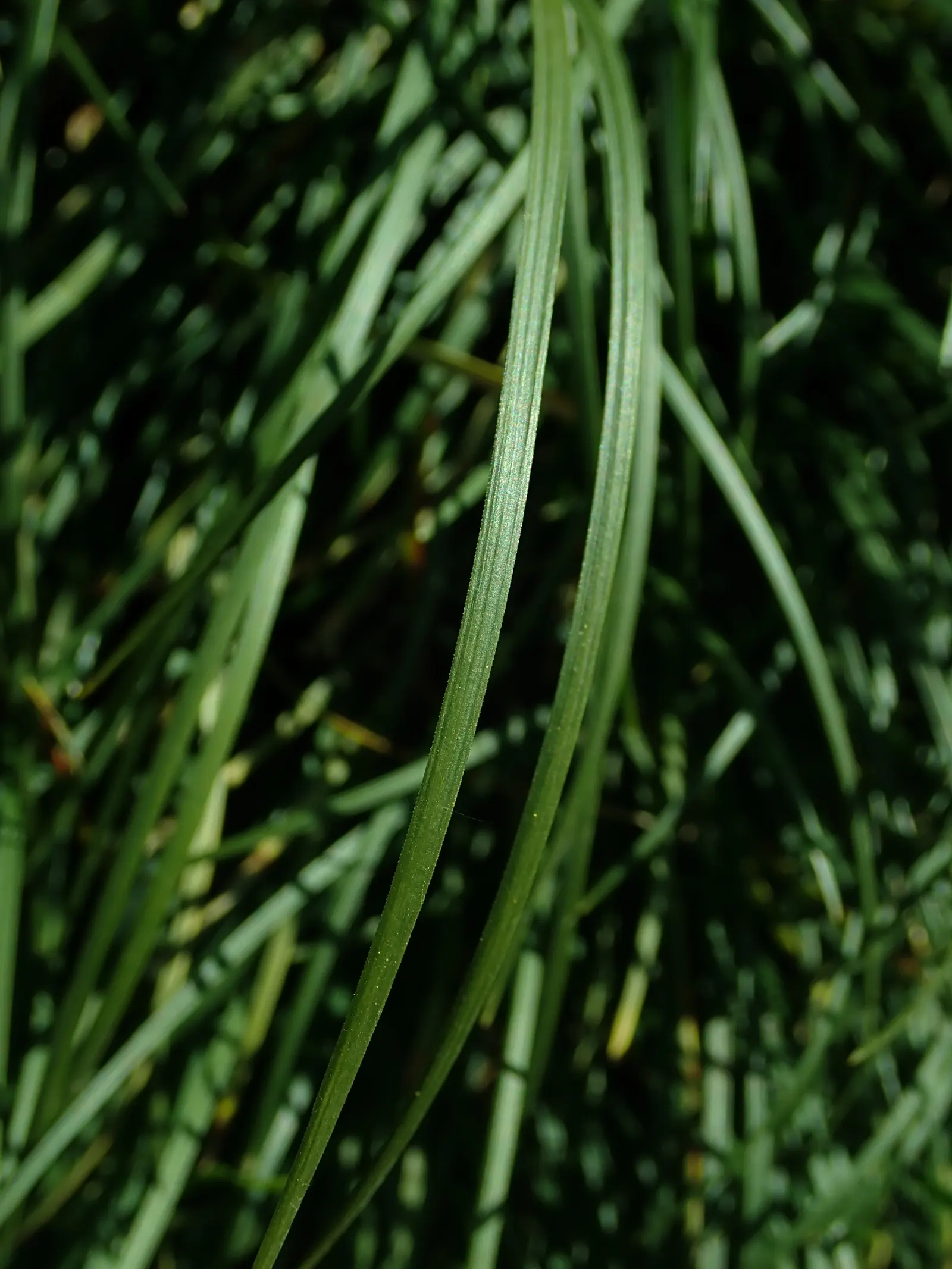 Mondo Grass, Lily Grass (Ophiopogon Japonicus) — commonly known as Mondo Grass or Lily Grass; this ornamental grass thrives in partial to full shade
