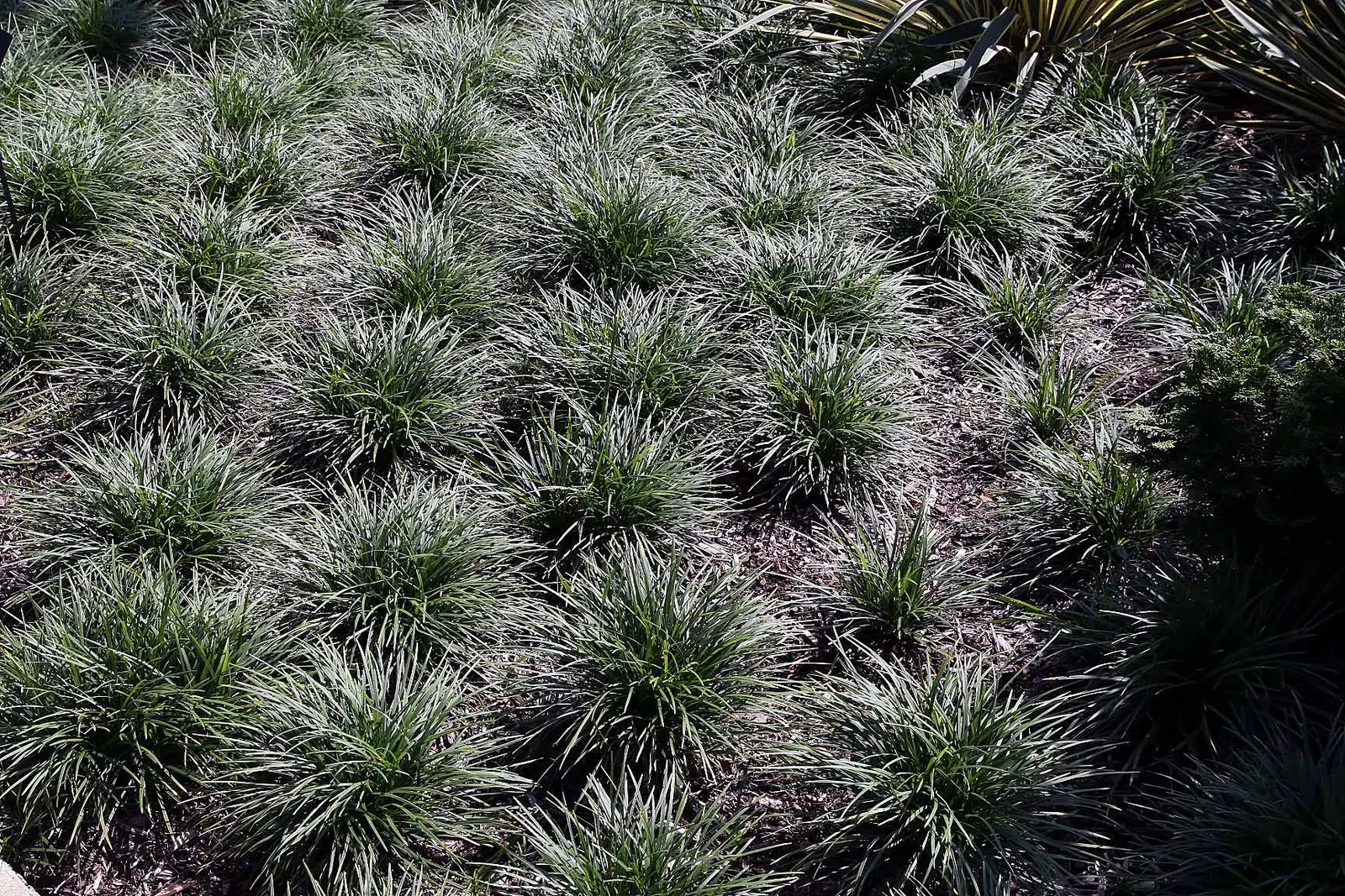 Mondo Grass, Lily Grass (Ophiopogon Japonicus) — inconspicuous lavender or white flowers; which reach a height of approximately 6 to 10 inches and a similar