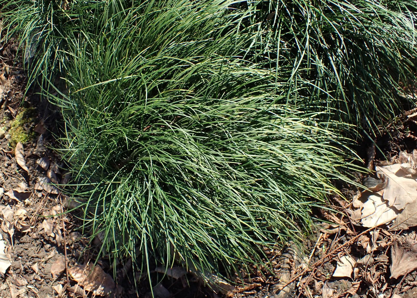 Mondo Grass, Lily Grass (Ophiopogon Japonicus) — purple flowers in the garden; which reach a height of approximately 6 to 10 inches and a similar spread