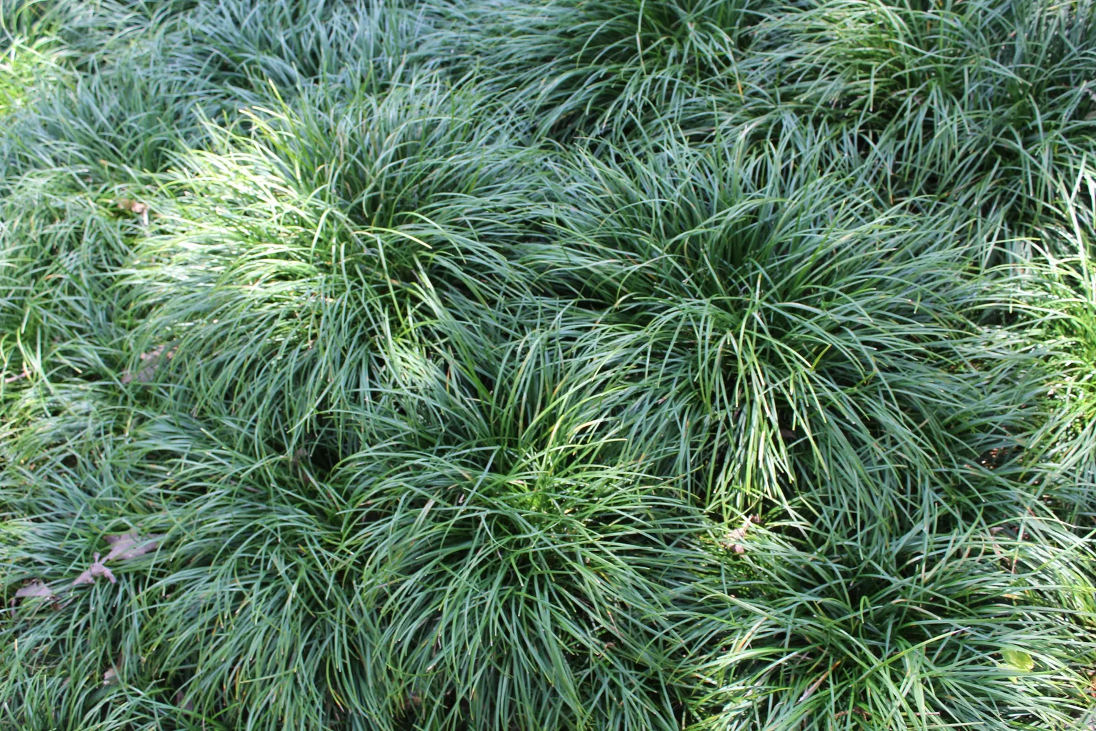 Mondo Grass, Lily Grass (Ophiopogon Japonicus) — It thrives in USDA hardiness zones 6 through 11